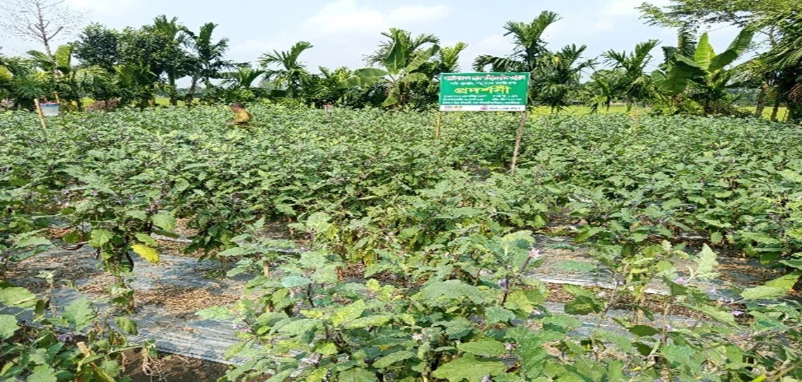 From Chemical Exposure to Sustainable Farming: The Journey of a Brinjal Farmer in Northern Bangladesh