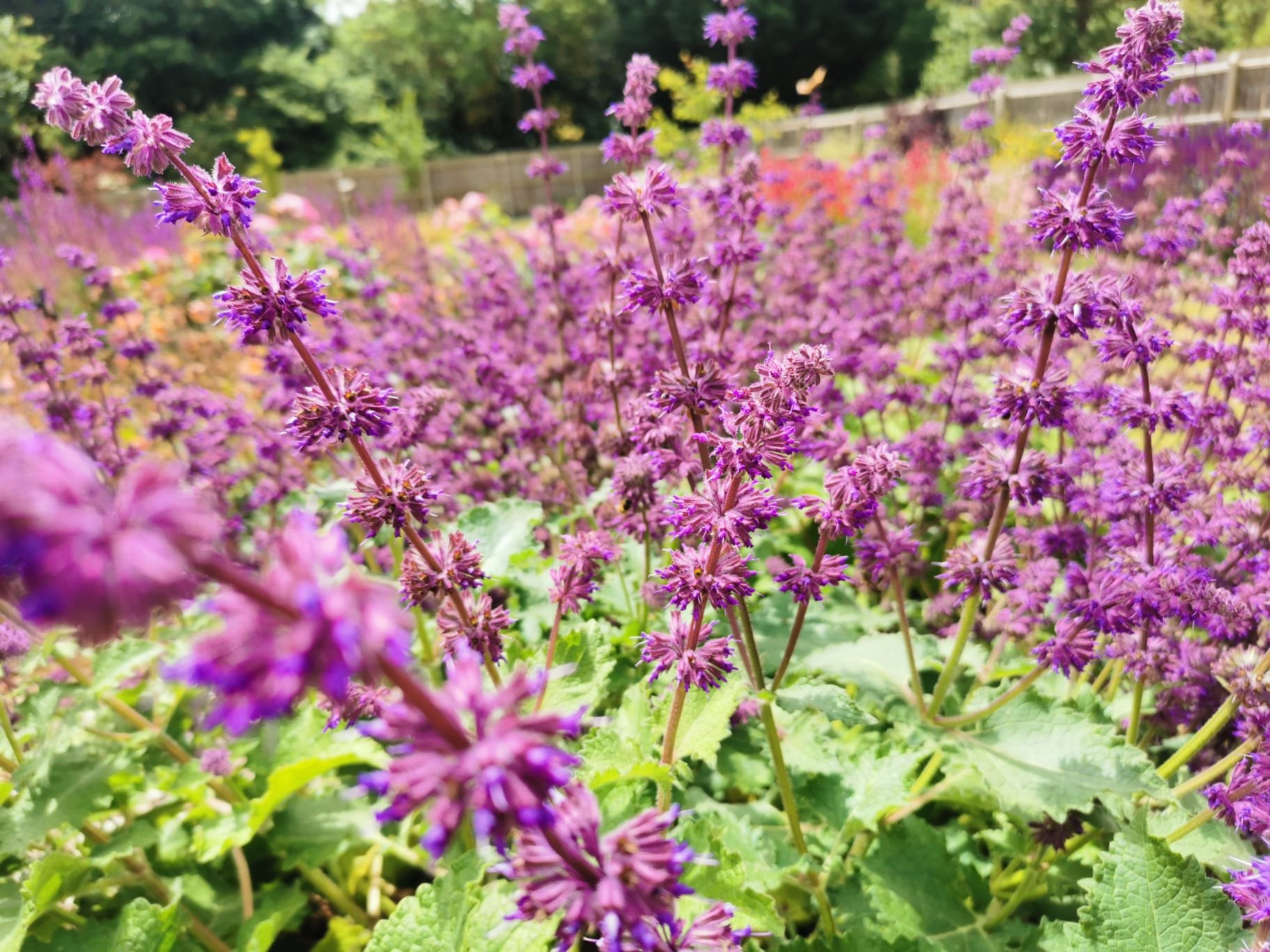 Salvia verticillata 'Purple rain'.jpeg