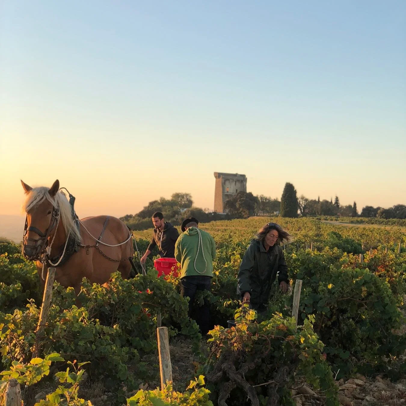 🍷🗝️🏰 Lundi 23 mars 2026
Venez &agrave; la rencontre du Domaine de Beaurenard pour une edition Printani&egrave;re des Tables Vigneronnes ! 
+ d&rsquo;infos -> site web 🦊

Le Domaine de Beaurenard ( @antonin_cln_beaurenard ) incarne l&rsquo;exce