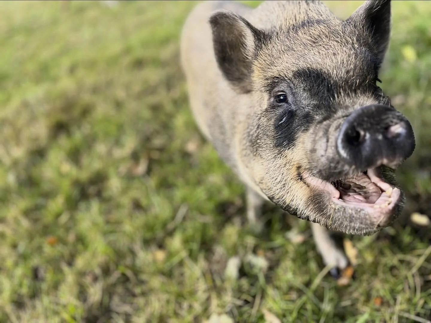 Gavin, having a good laugh at some acorns. #micropig #petpig #staycation #stayatmoorside #airbnb #airbnbyorkshire