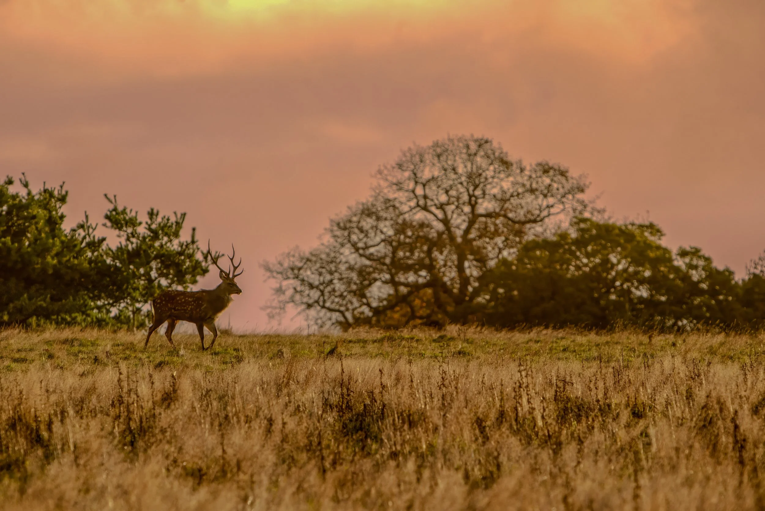 _LWA7714-Edit-Topaz-Gigapixel-2X.jpg