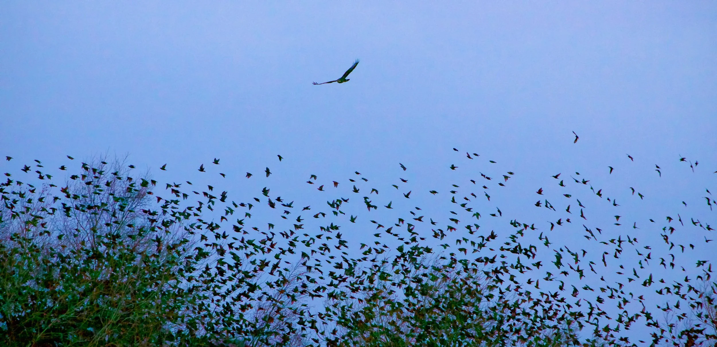 marsh_harrier.jpg