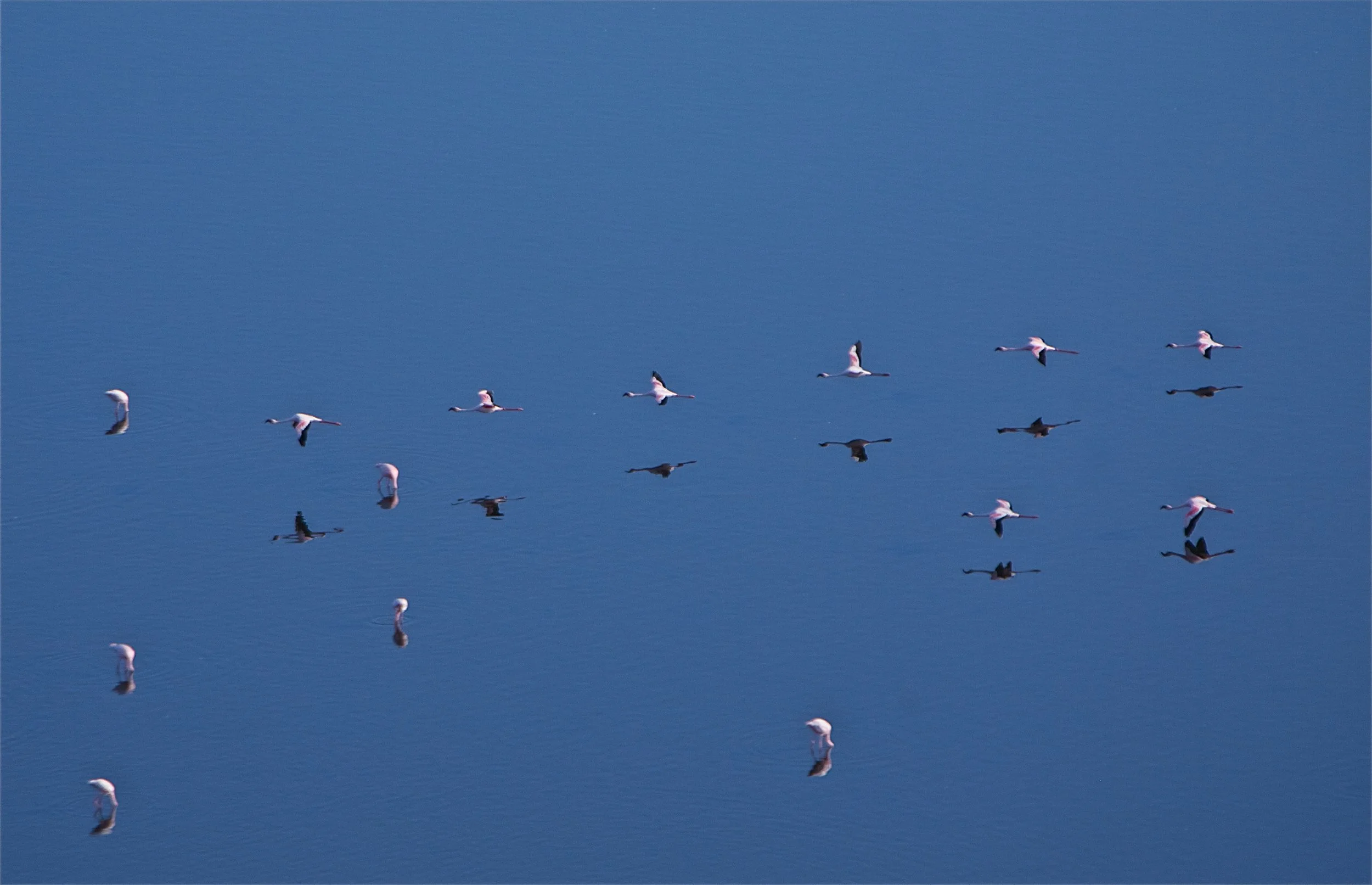 Flamingos_land.jpg
