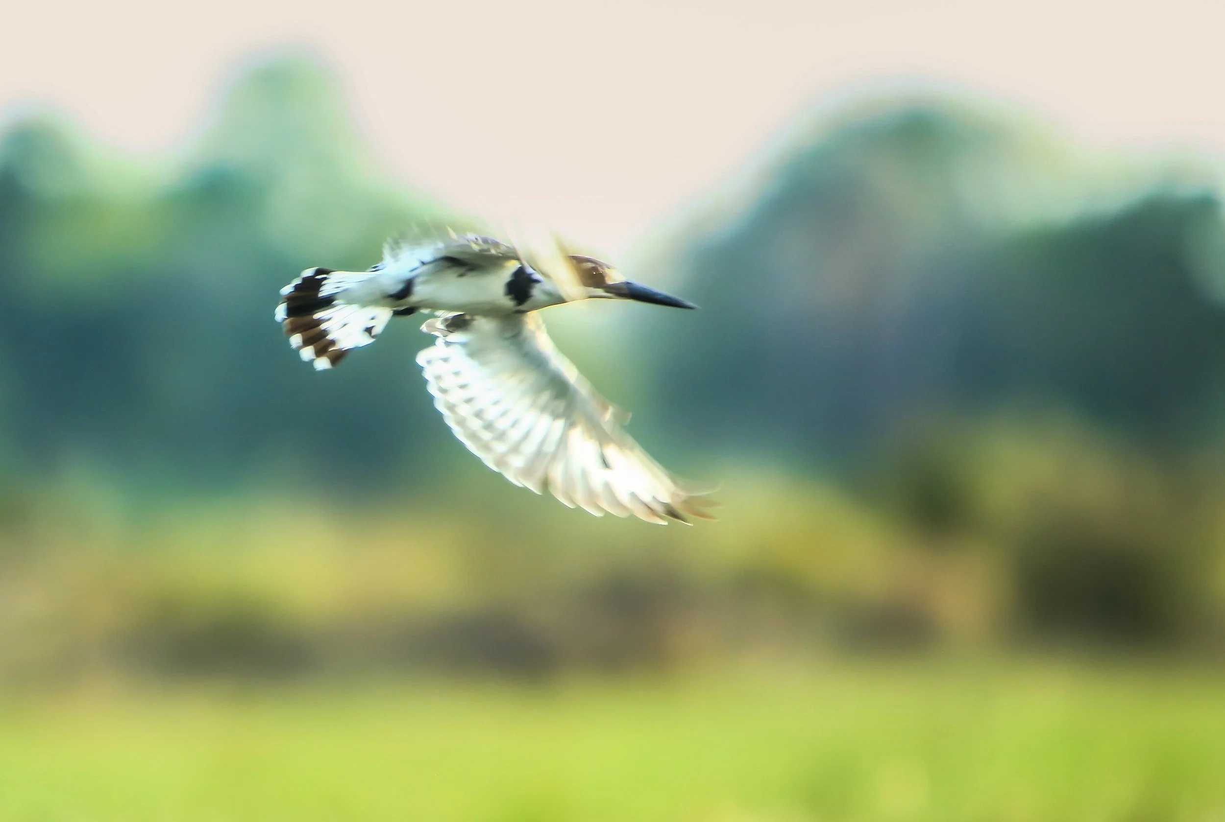 Kingfisher.jpg