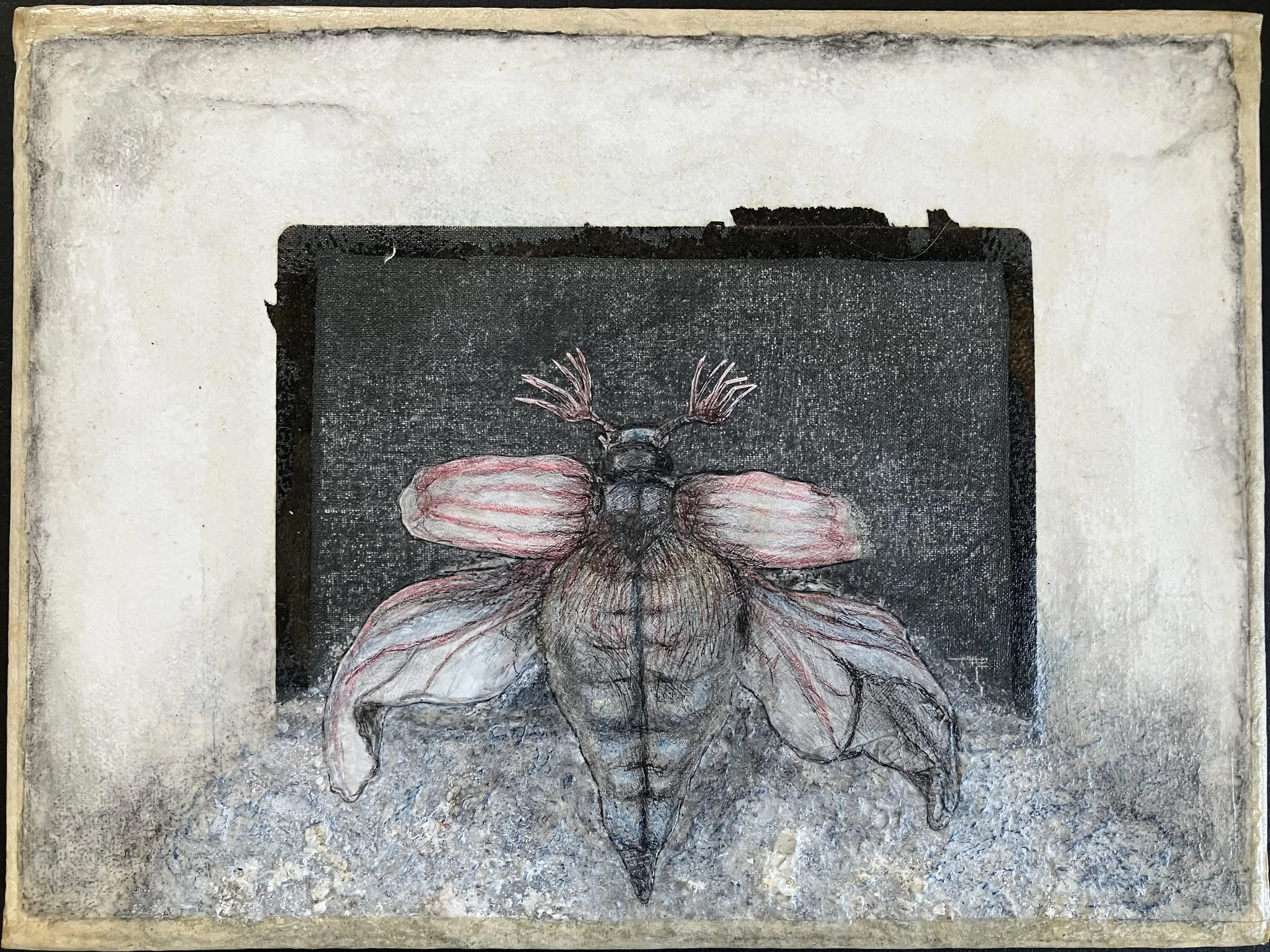 Susan Erony . Cockchafer 2025 . Acrylic, pencil, ink, paper, acrylic medium on canvas . 9" x 12"