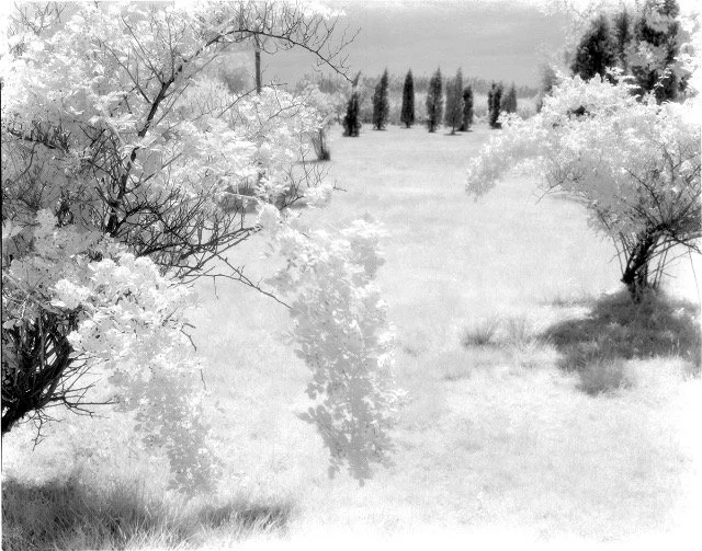 Lee Nadel . Pines in Meadow 1973 . Infrared photo, archival pigment print . 12" x 15"