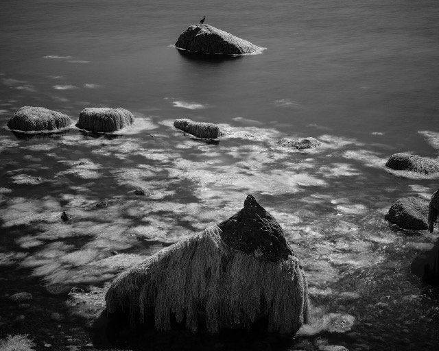 Rock with Bird 2025 . Infrared photograph, archival pigment print . 12" x 15"