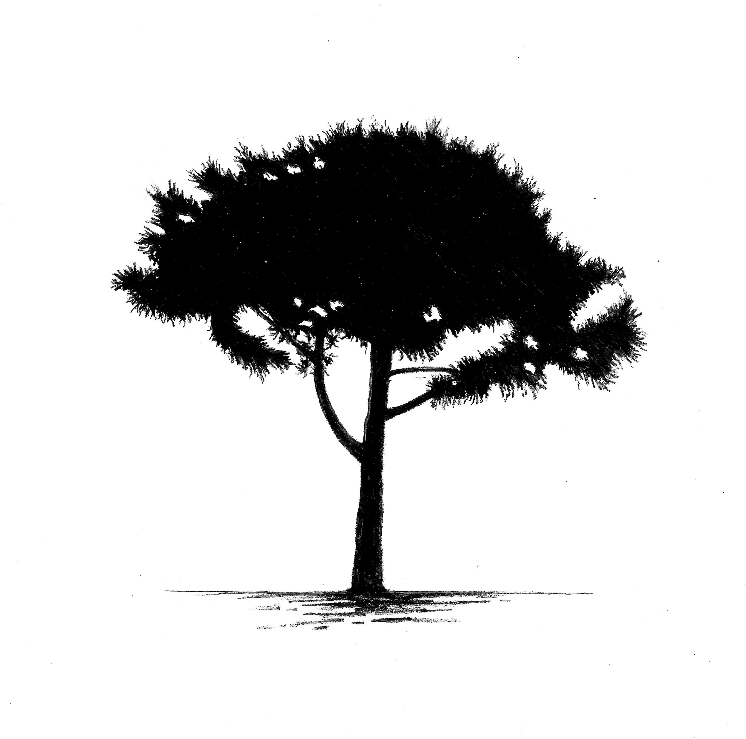 Adin Murray . Evergreen 2024 . Graphite on panel . 6" x 6" and framed . $450 . Sold