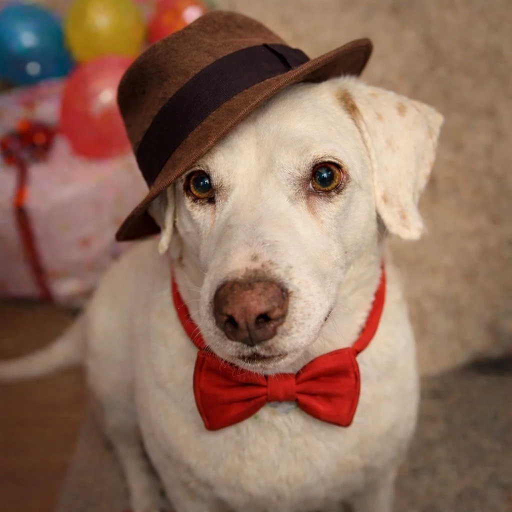 At BHP, we're a team of dedicated animal lovers. They're our cherished companions, trusted friends, and loyal colleagues. On National Pet Day, take a moment to show your appreciation for your furry friend with some extra attention and affection - the