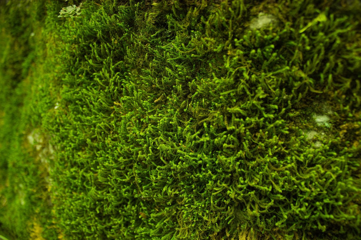 closeup-green-moss-87153.jpg