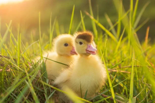 Cheep Cheep