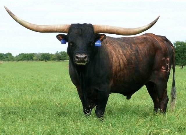 I Love the Ox