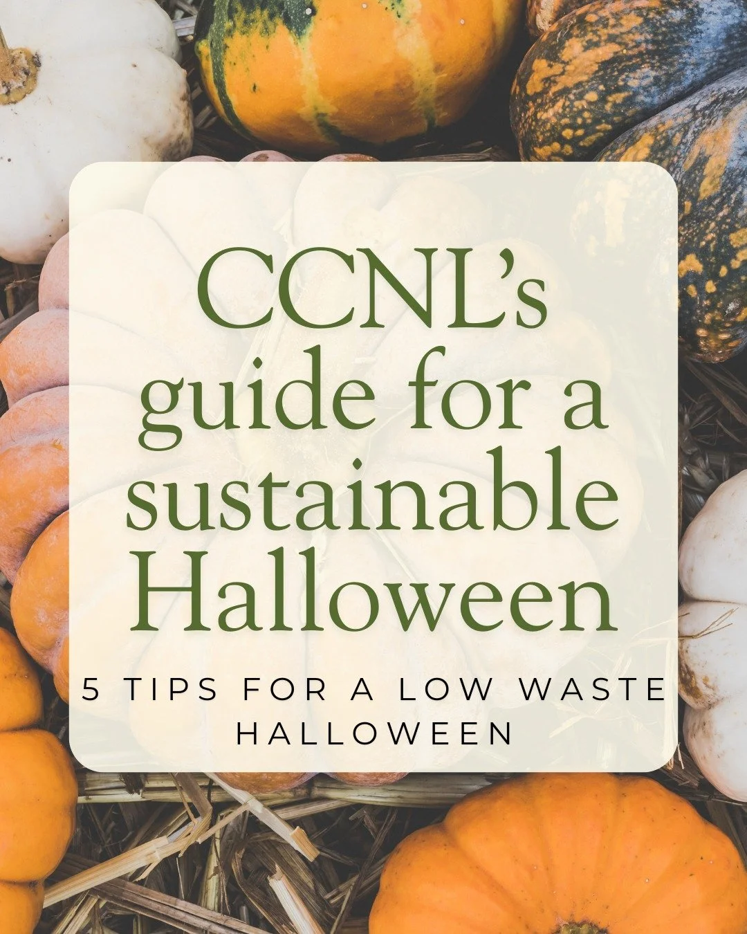 Halloween is just around the corner, let's make it a little greener this year π»Small changes like reusing costumes and reducing waste can make a big difference for our planet. Check out our sustainable Halloween guide for some easy tips and tricks o