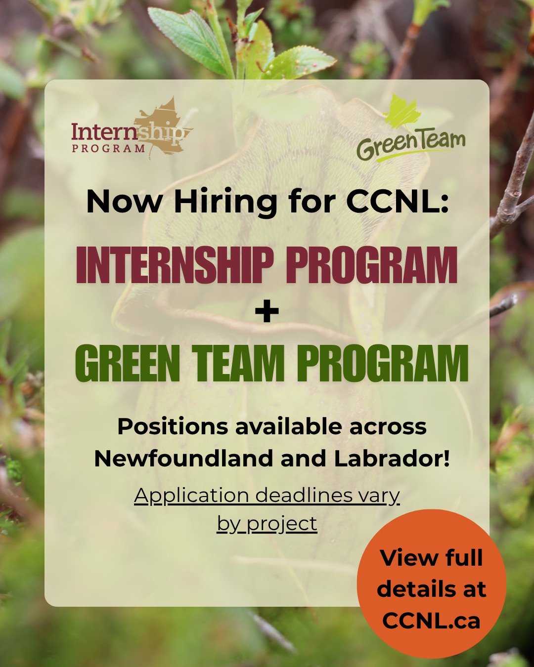 Are you looking for more than just a summer job? CCNL is looking for Green Team Leaders, Green Team members, and Interns across the province! We pride ourselves in providing meaningful  cultural and environmental conservation work right here! We have