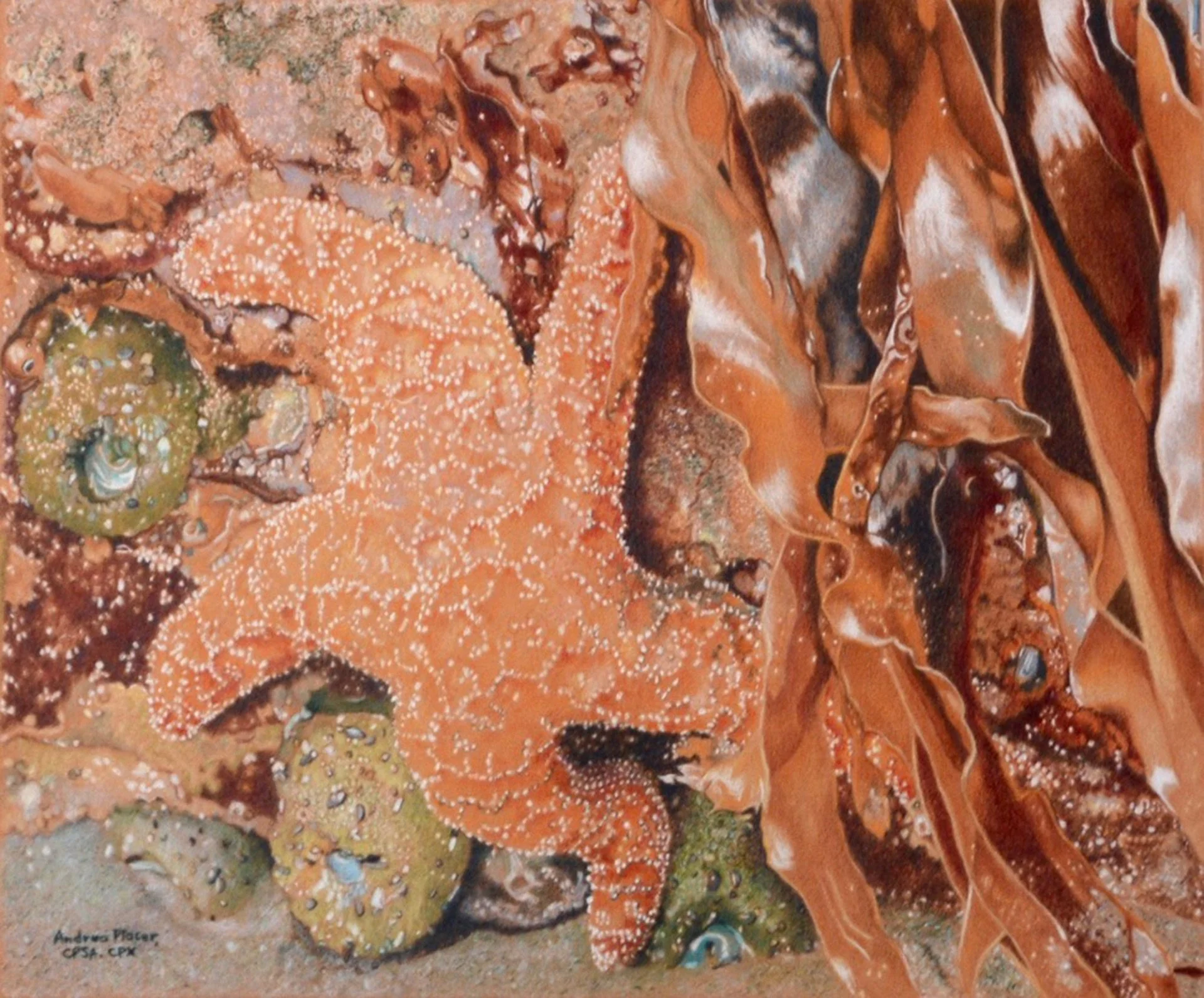 Andrea Placer - Tidal Pool Habitat