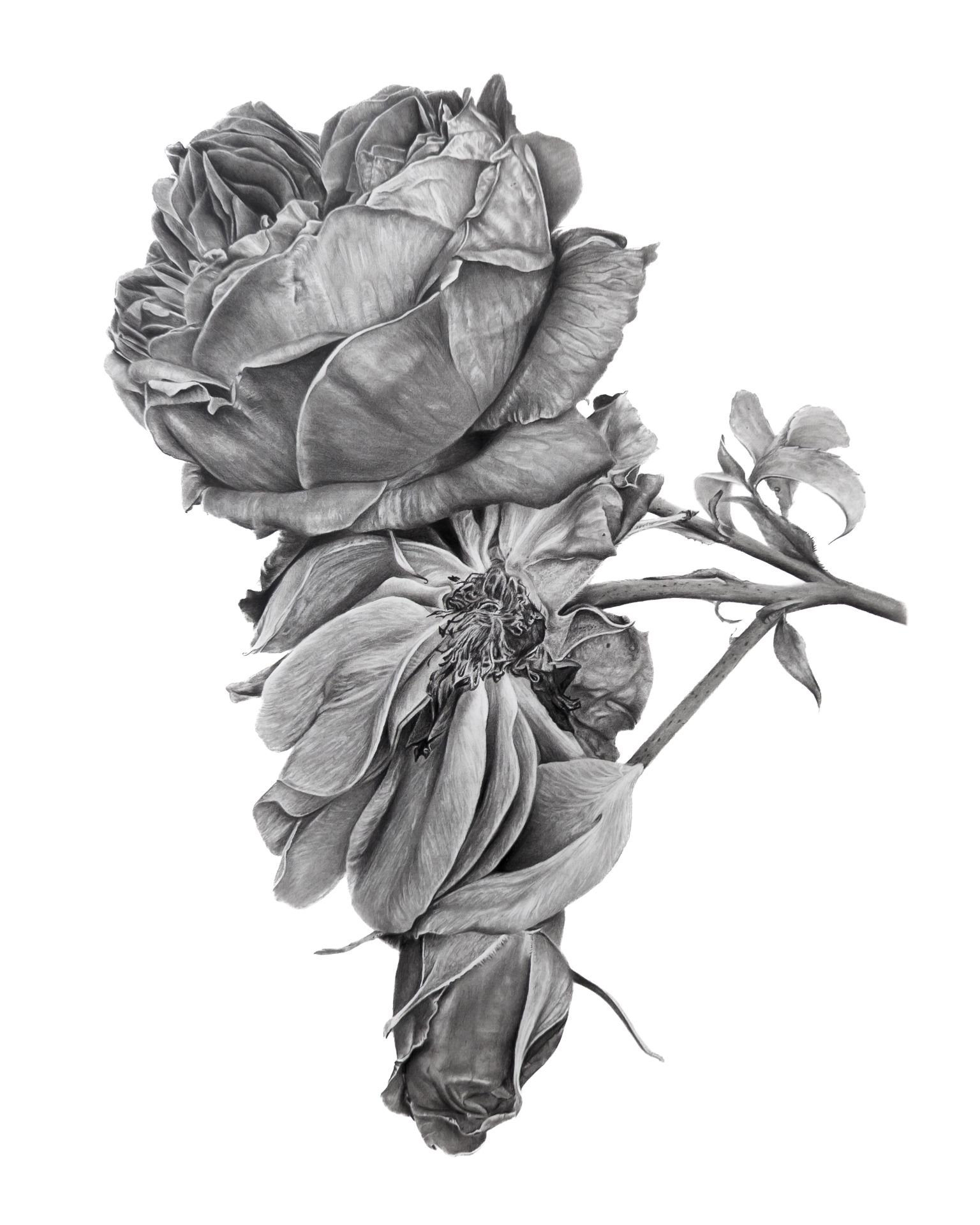 Sian Ellis Tillott - Roses at Kew Gardens