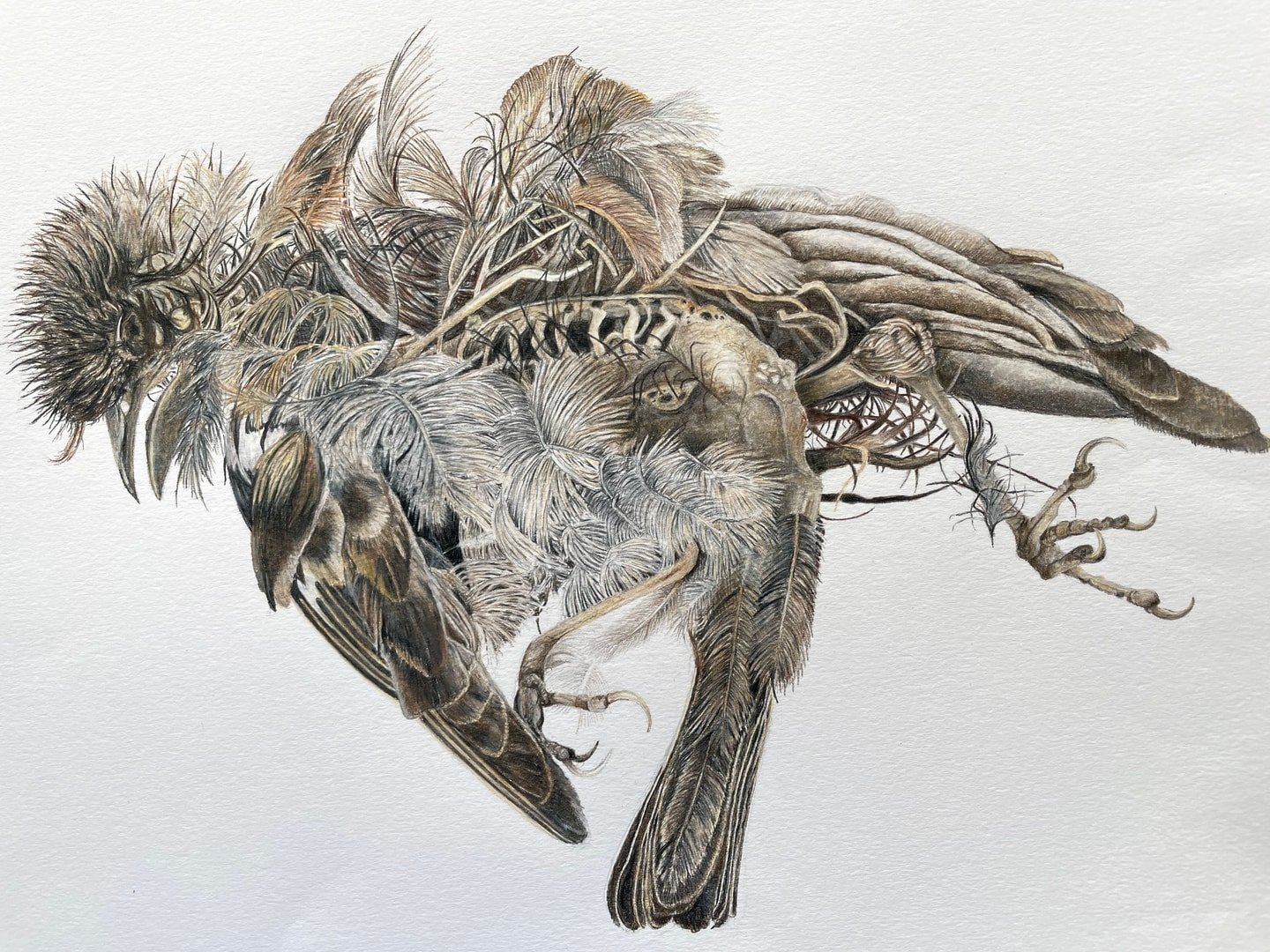 Julie Emary - Feathered finery