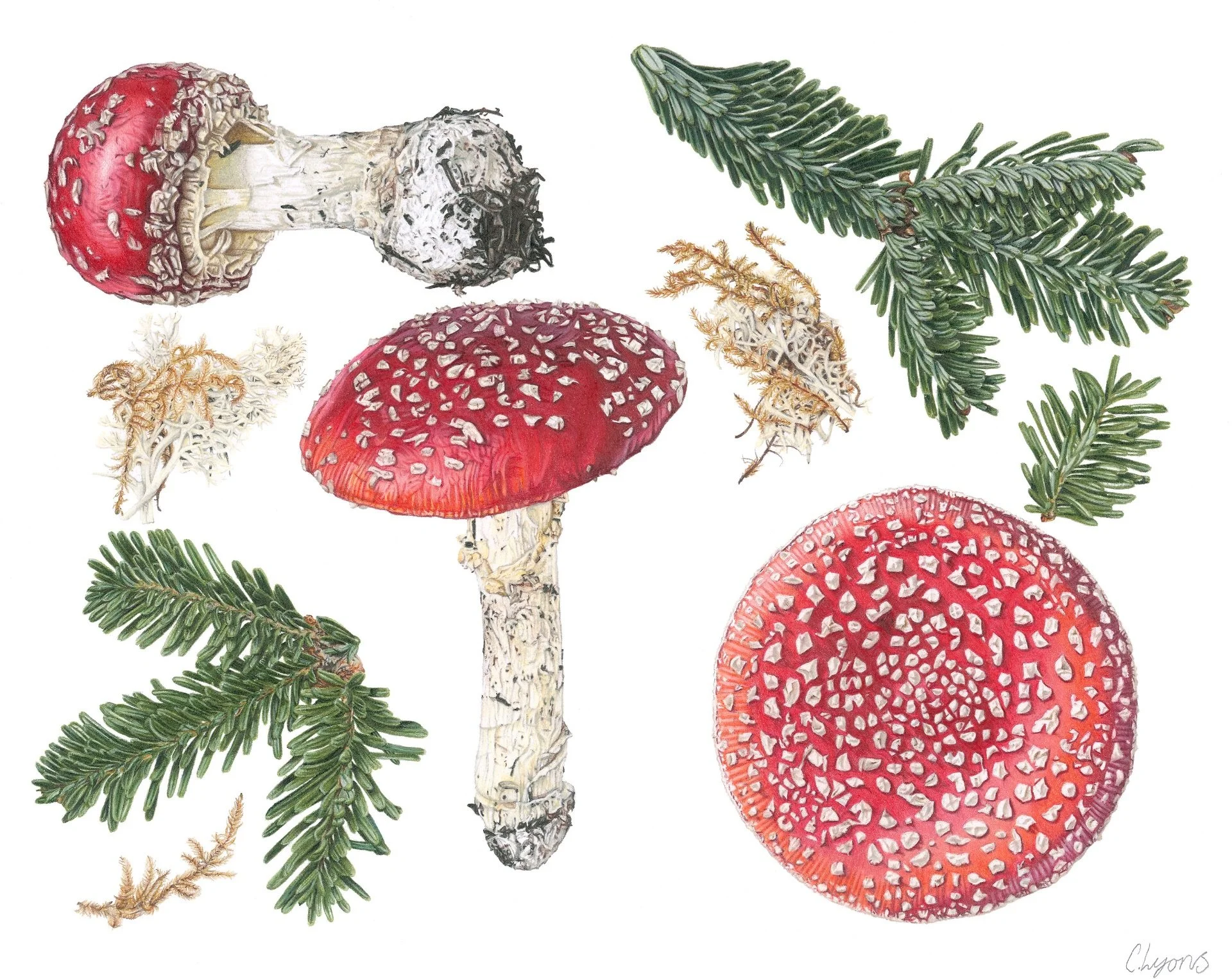 Carmen Lyons - What makes the Reindeer fly