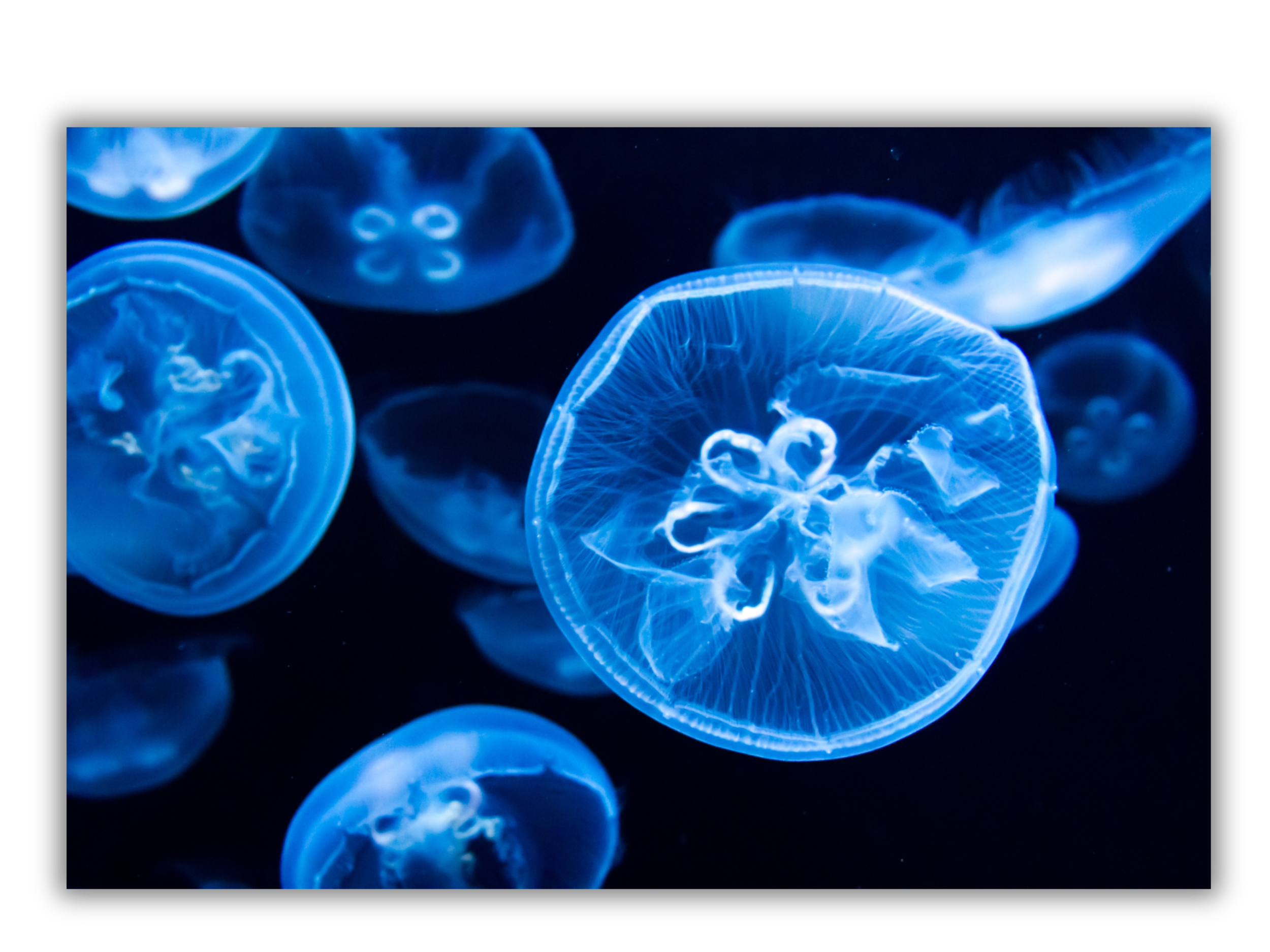 Blue glowing jellyfish swimming in dark water.