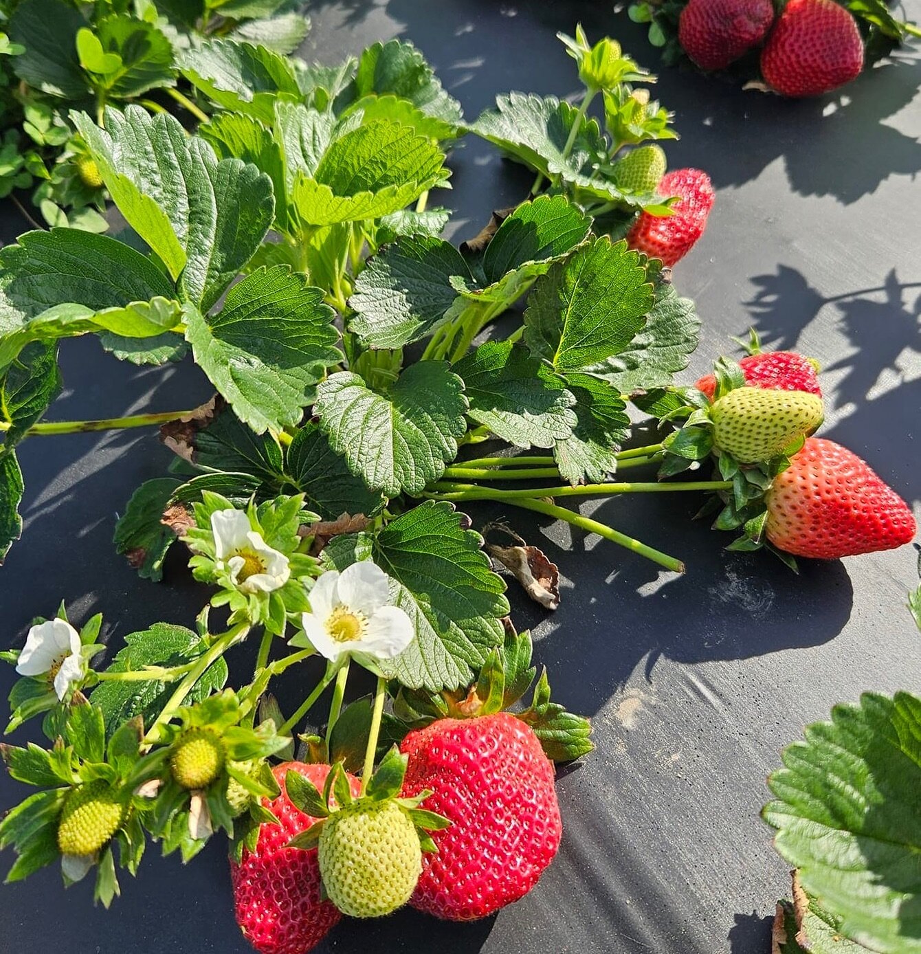 It&rsquo;s spring break week! We are open for strawberry U-pick! 🍓