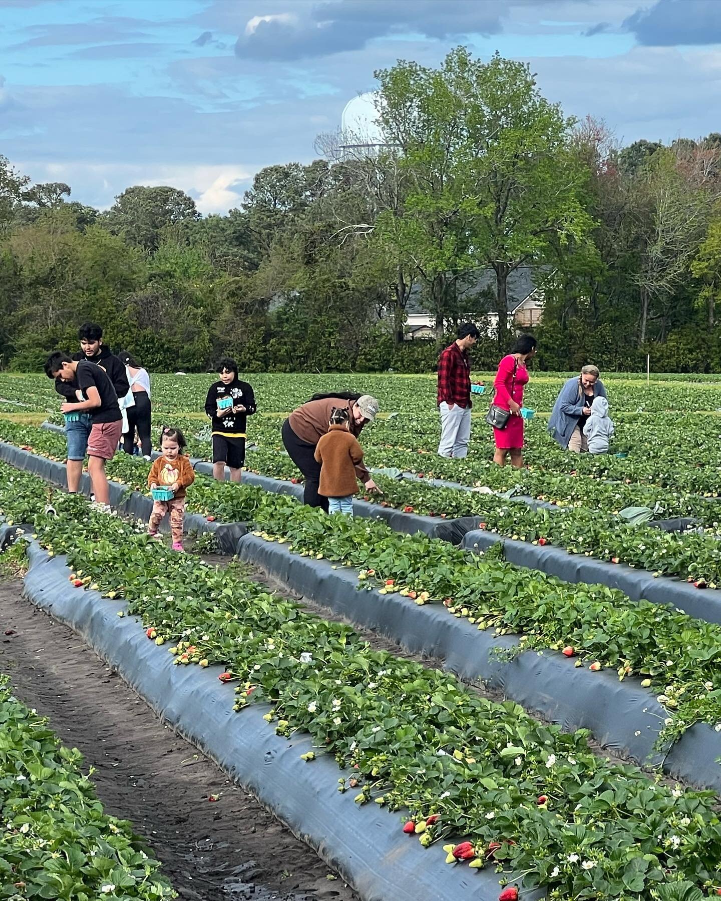 It&rsquo;s a busy weekend in Wilmington! Make us one of your stops! Strawberries, ice cream, sweet treats, produce, and a stock green house!! 🍓🌸🍦Saturday 9-6pm Sunday 1-5pm