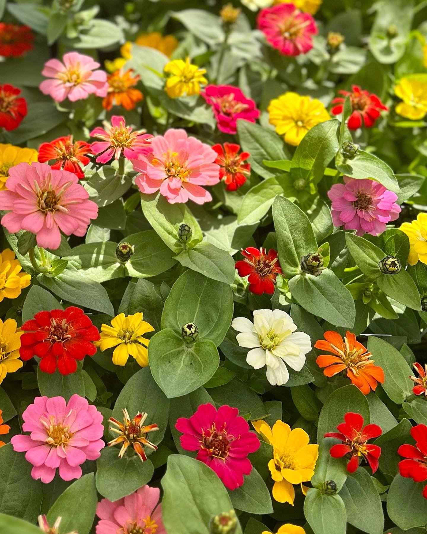 It&rsquo;s a perfect weekend to stroll our plant shop and spend time in your garden! 🌸🪴🌺☀️