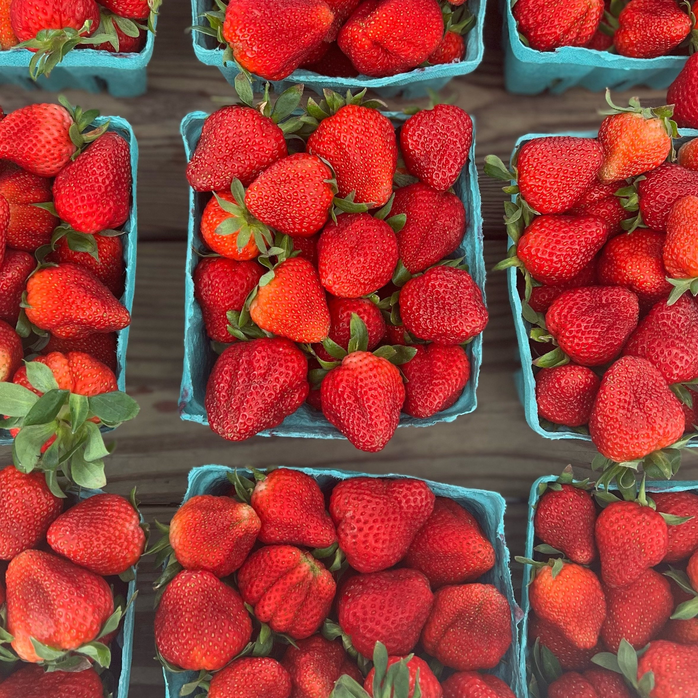 Is there anything better than the taste of fresh strawberries? 🍓🍓 Open 9-6pm Saturday and 1-5pm Sunday. U-pick and already picked available along with plenty of sweet treats and flowers 🌺 🍧