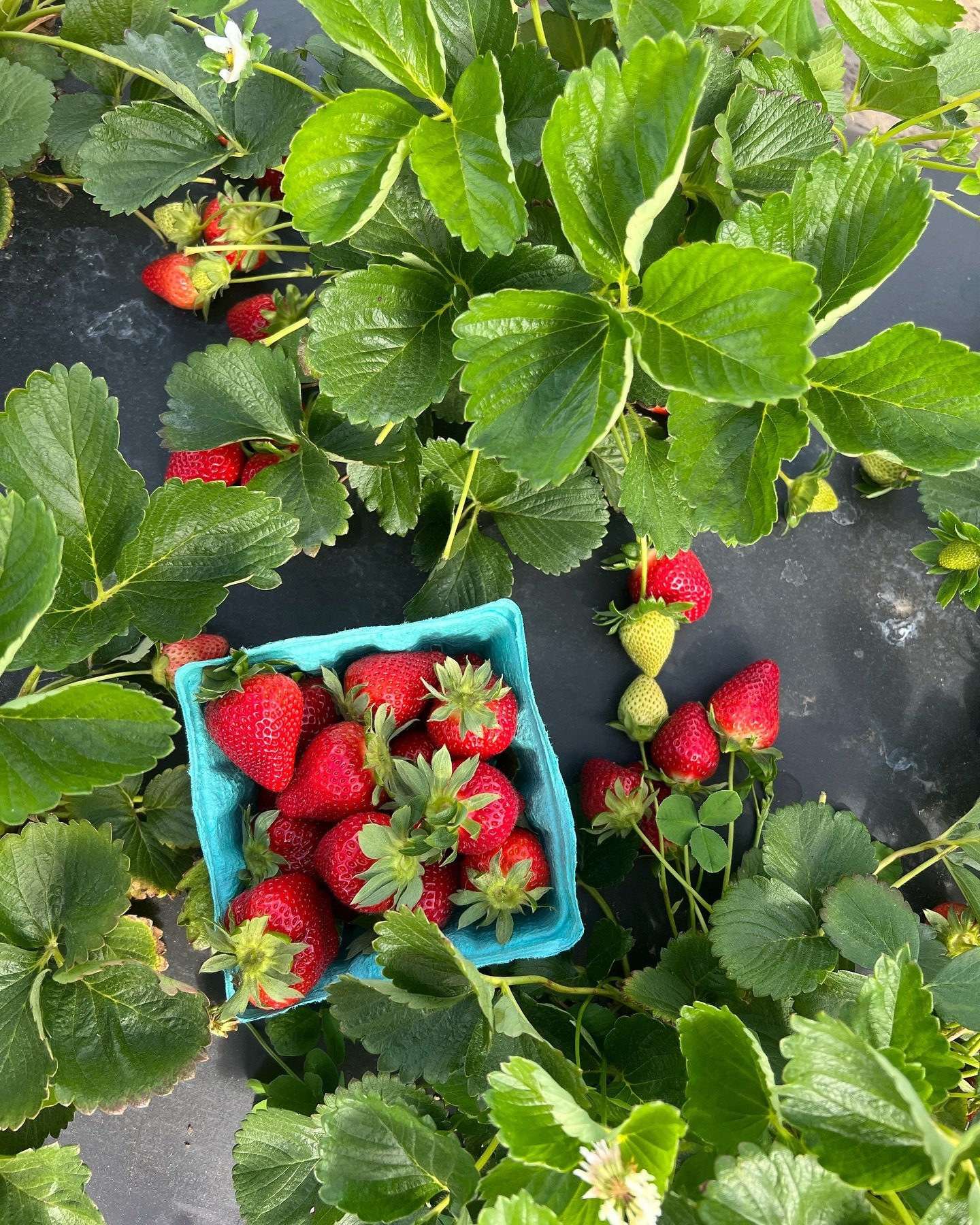 The picking doesn&rsquo;t get better than this!🍓 Our field is loaded up with beautiful, sweet, and red berries ☀️