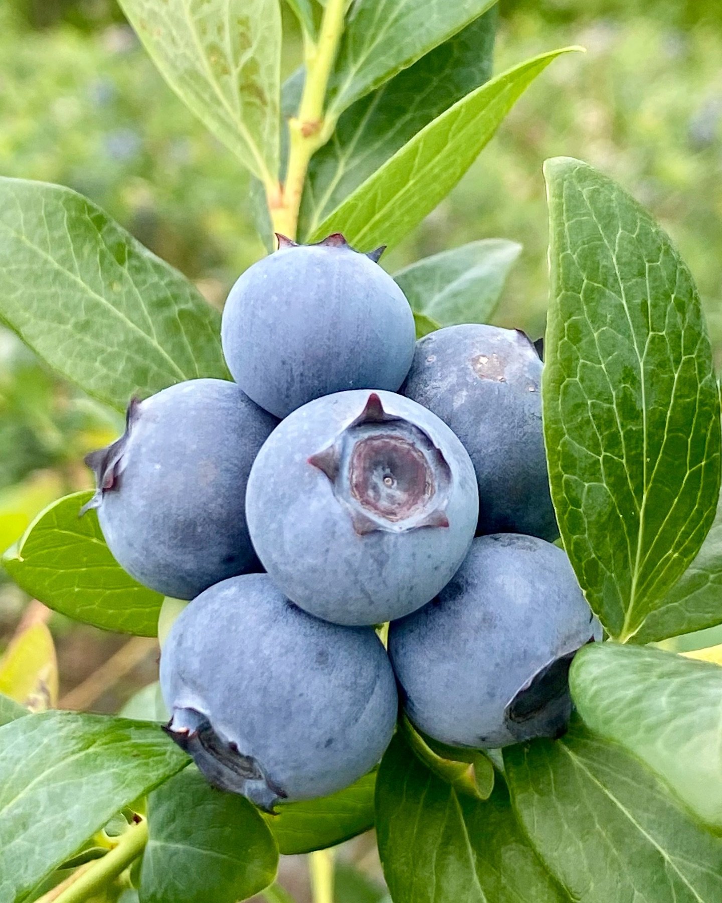 Surprise 🎉 We are starting blueberry U-pick today🫐