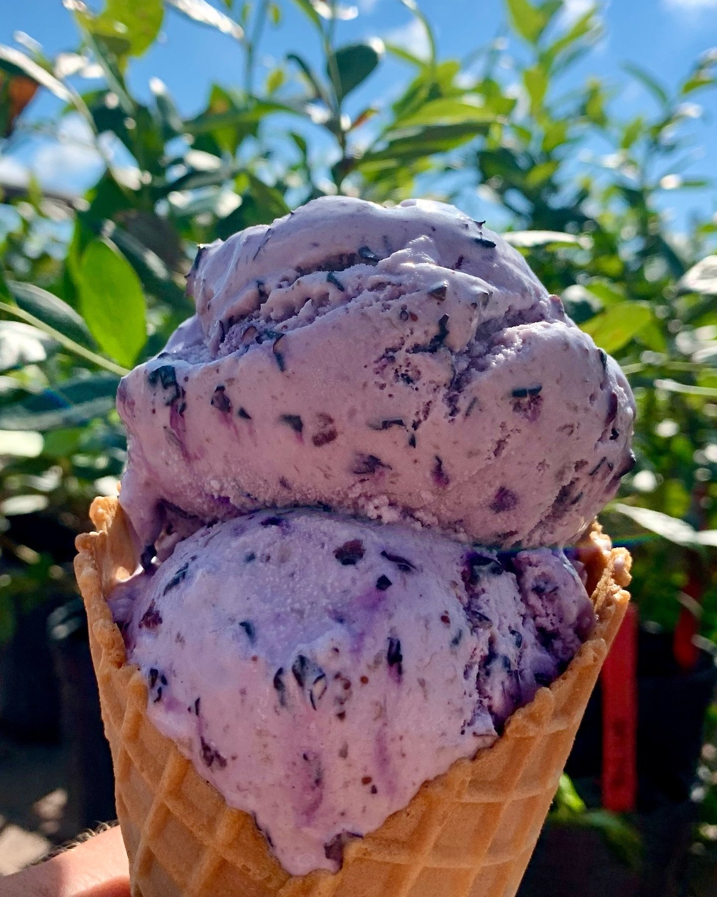 Now serving blueberry ice cream!! 🫐🍦