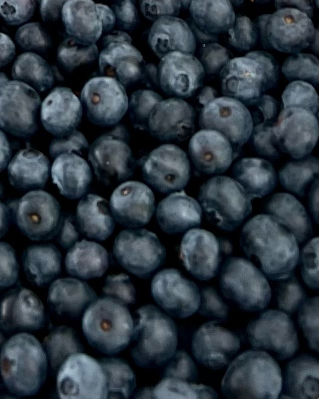 Last chance! Closing at 6pm Saturday the 15th for the season. Blueberry u-pick, already picked blueberries and blackberries, tomatoes, ice cream, and cookies 🫐🍅🍦