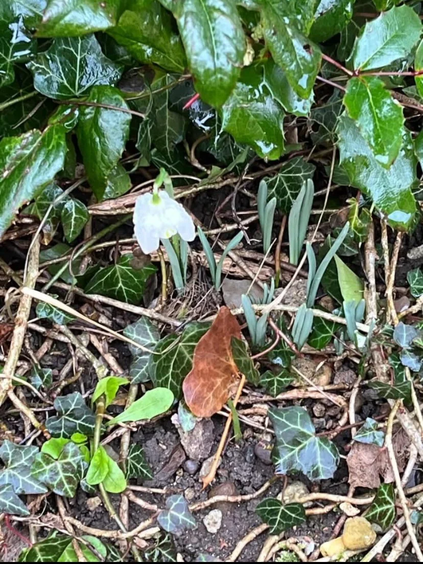 Solitary snowdrops at the Village Hall. Thank you @tara2109