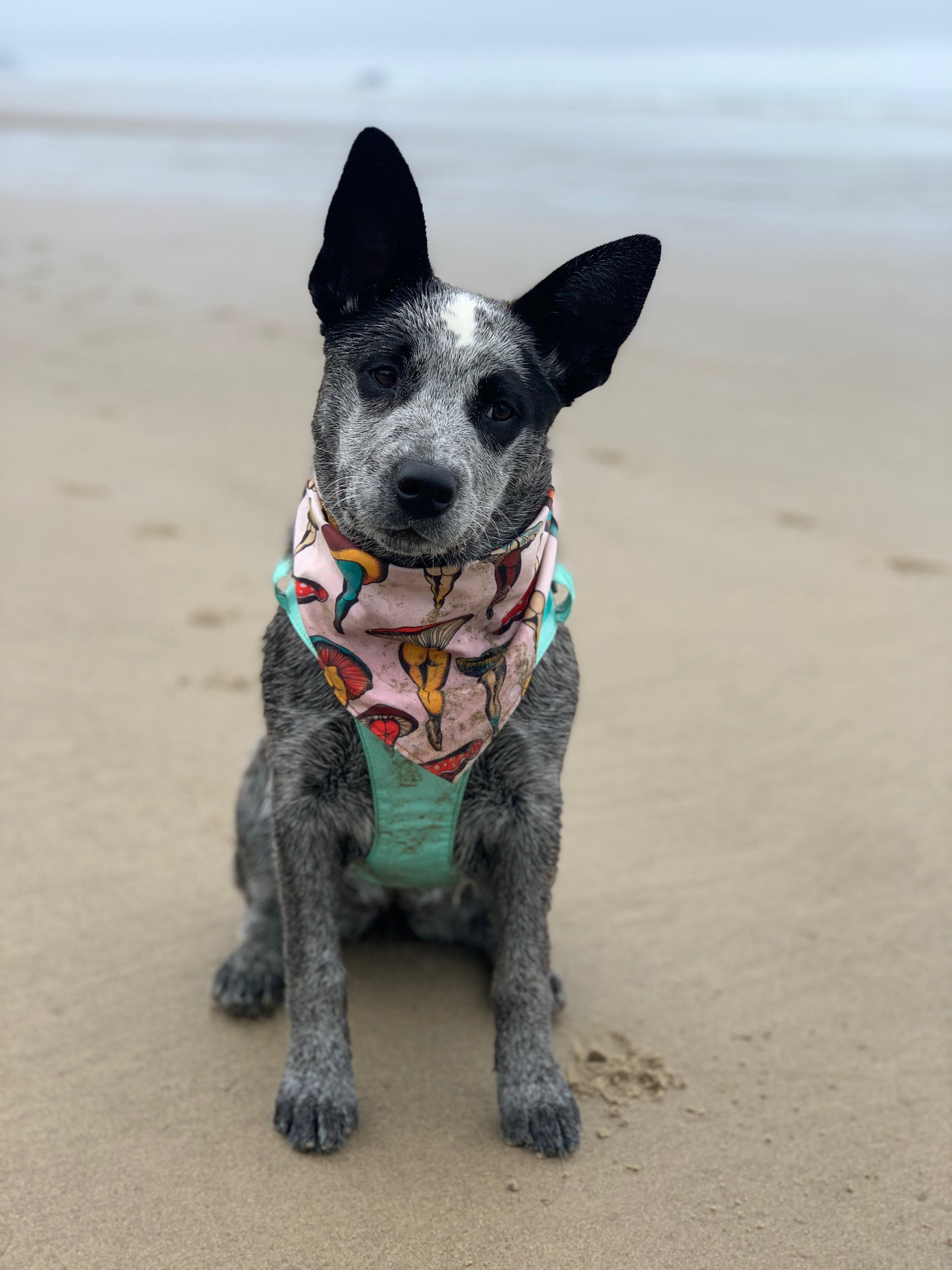 B6F1E627-5E3B-4A33-B727-B214577E473B.jpeg