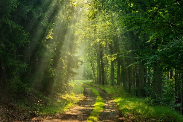 sunlit path.jpg