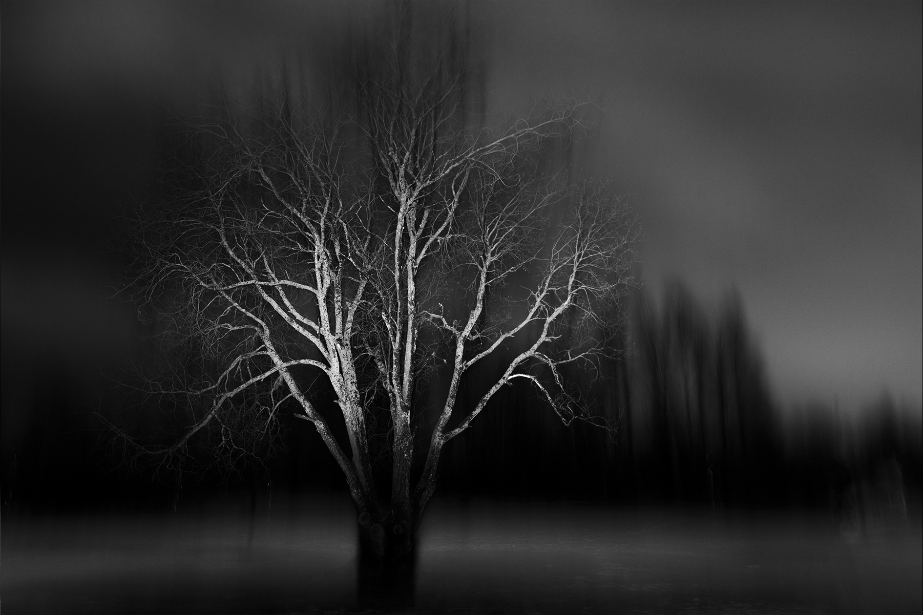 Mystical Tree 4.png