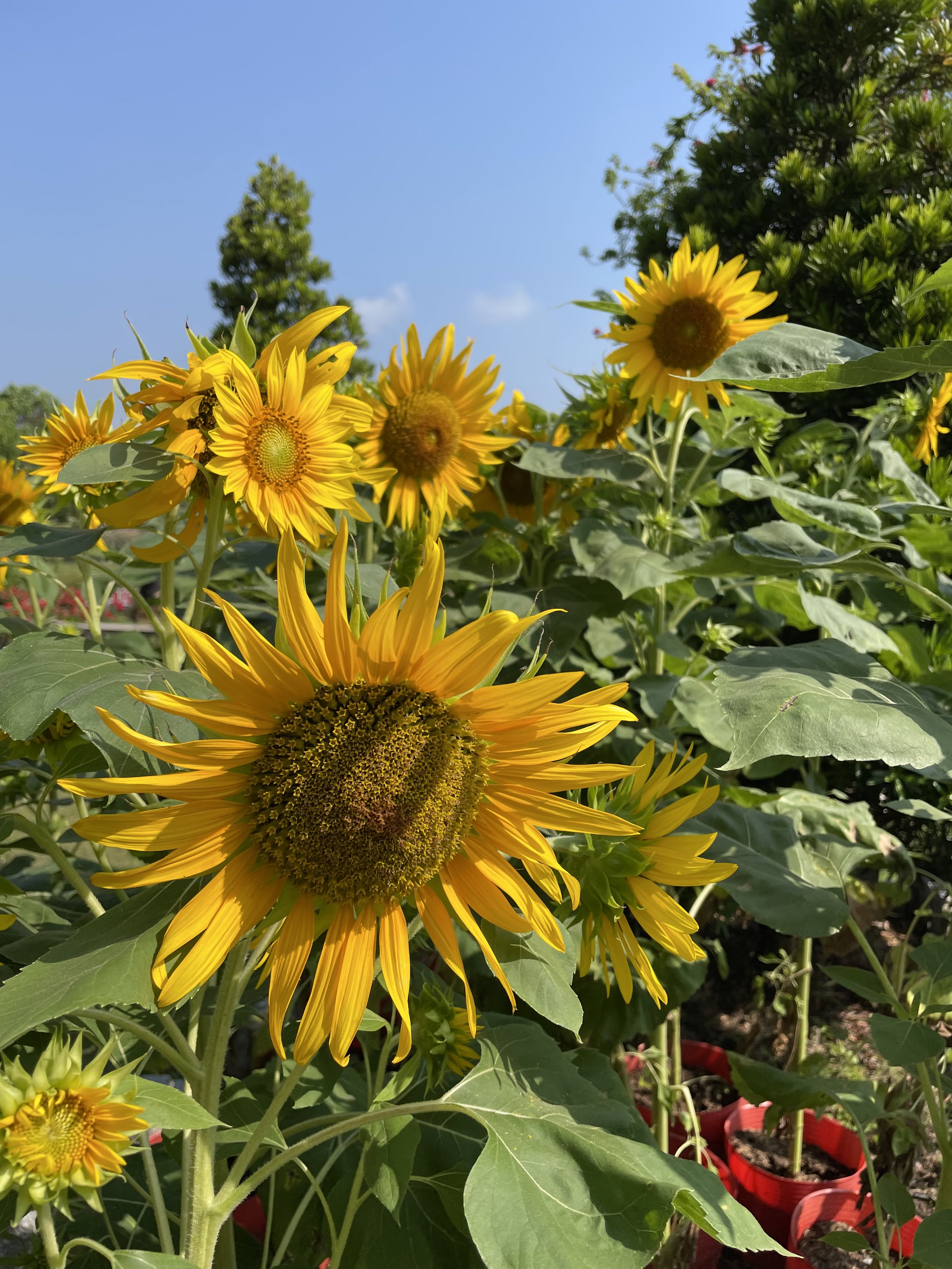 Benefits of Hypnotherapy