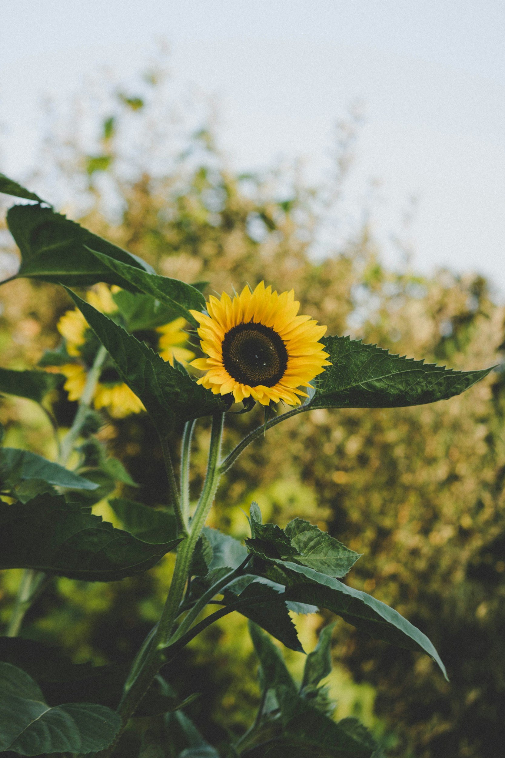 Aligning Your Day to the Chinese Medicine Body Clock for Balancing Health