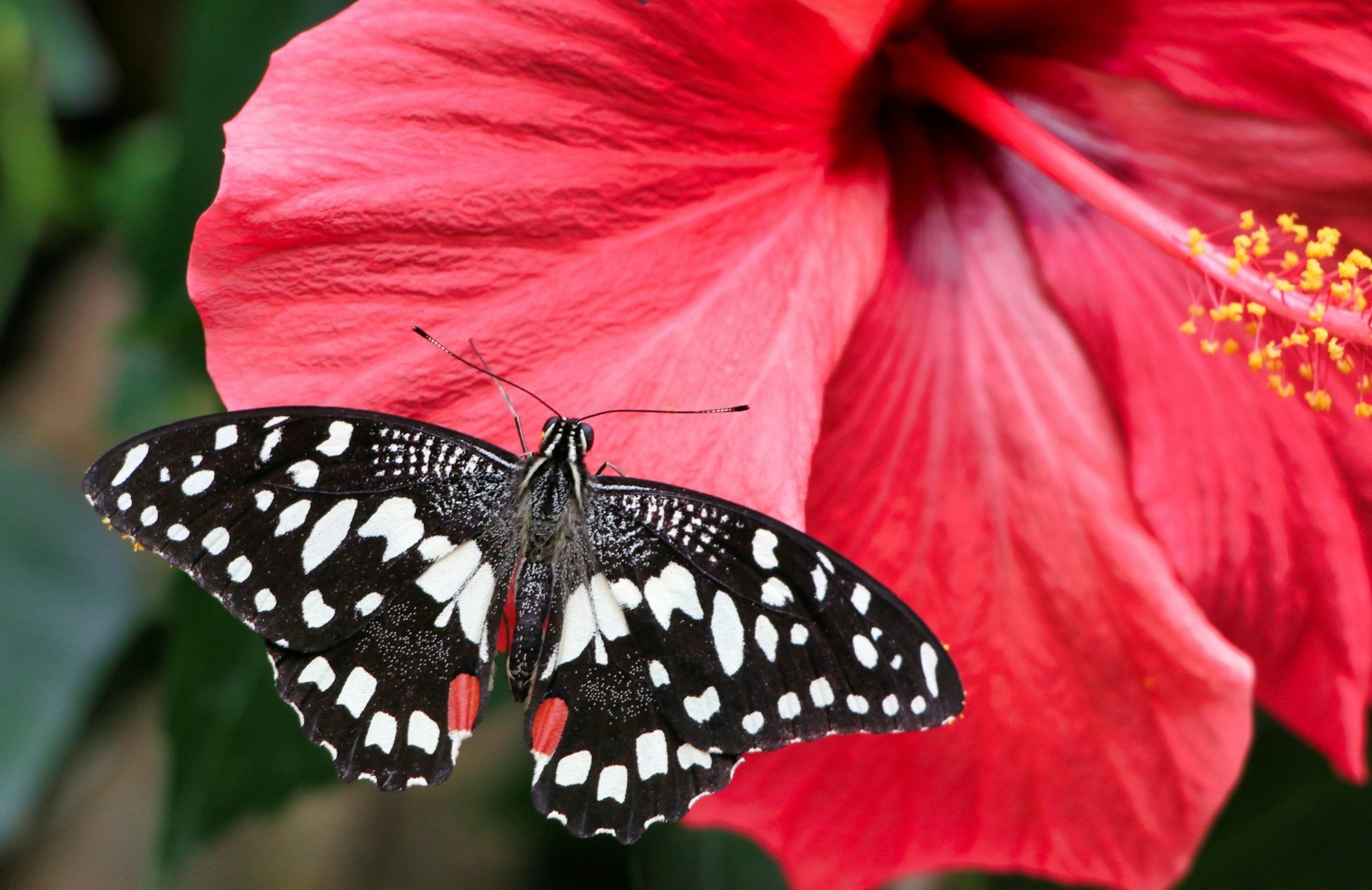 Living By The Heart: Energetics, Holistic Tools &amp; Cultural Traditions