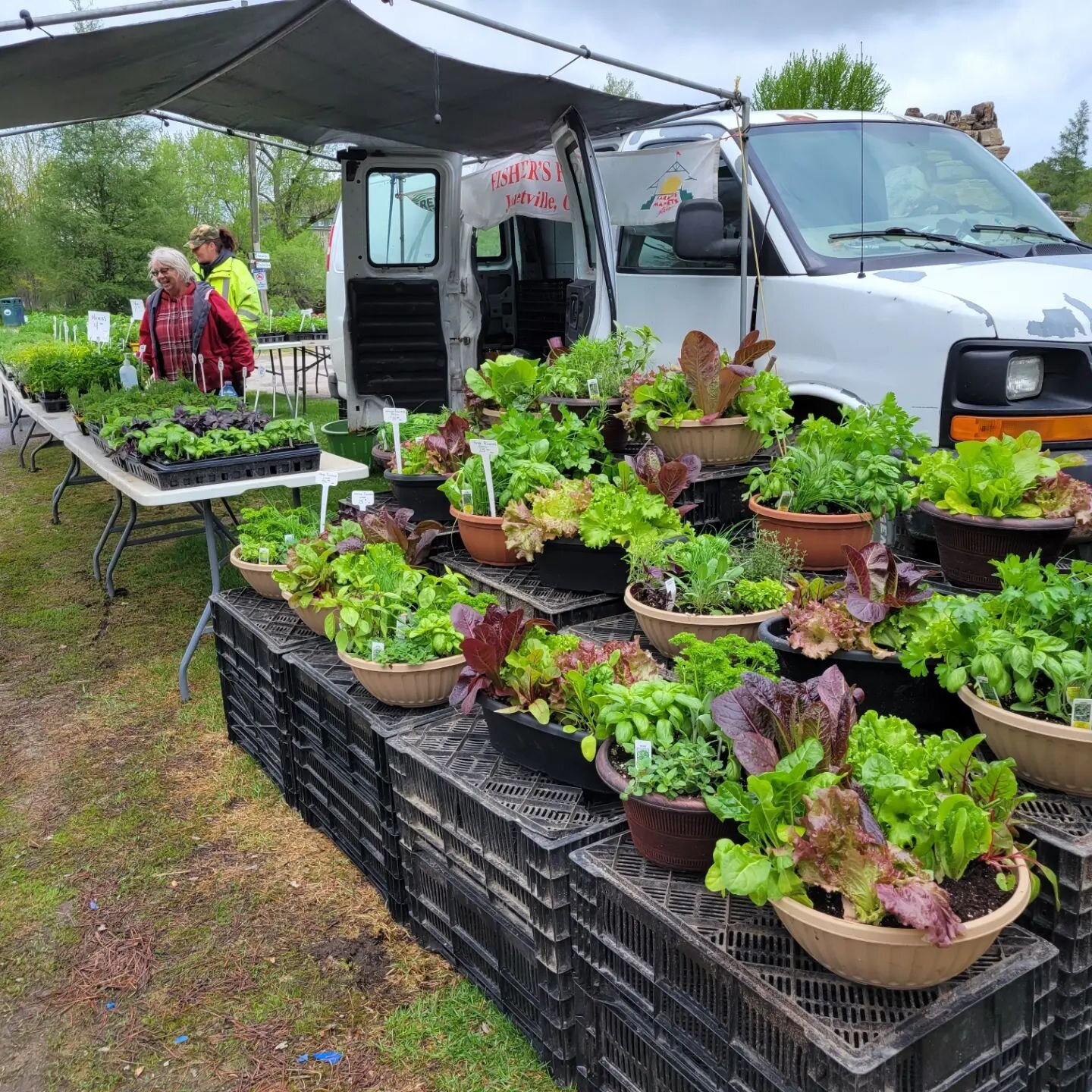 Fisher's farm has got you covered for lettuce bowls, herb and plant starts! Come see them today until 4 in head lake park in Haliburton and get garden ready!! 
.
.
.
.
#gardening #getgardenready #supportsmallbusiness #supportlocal #buyplants #buyclos