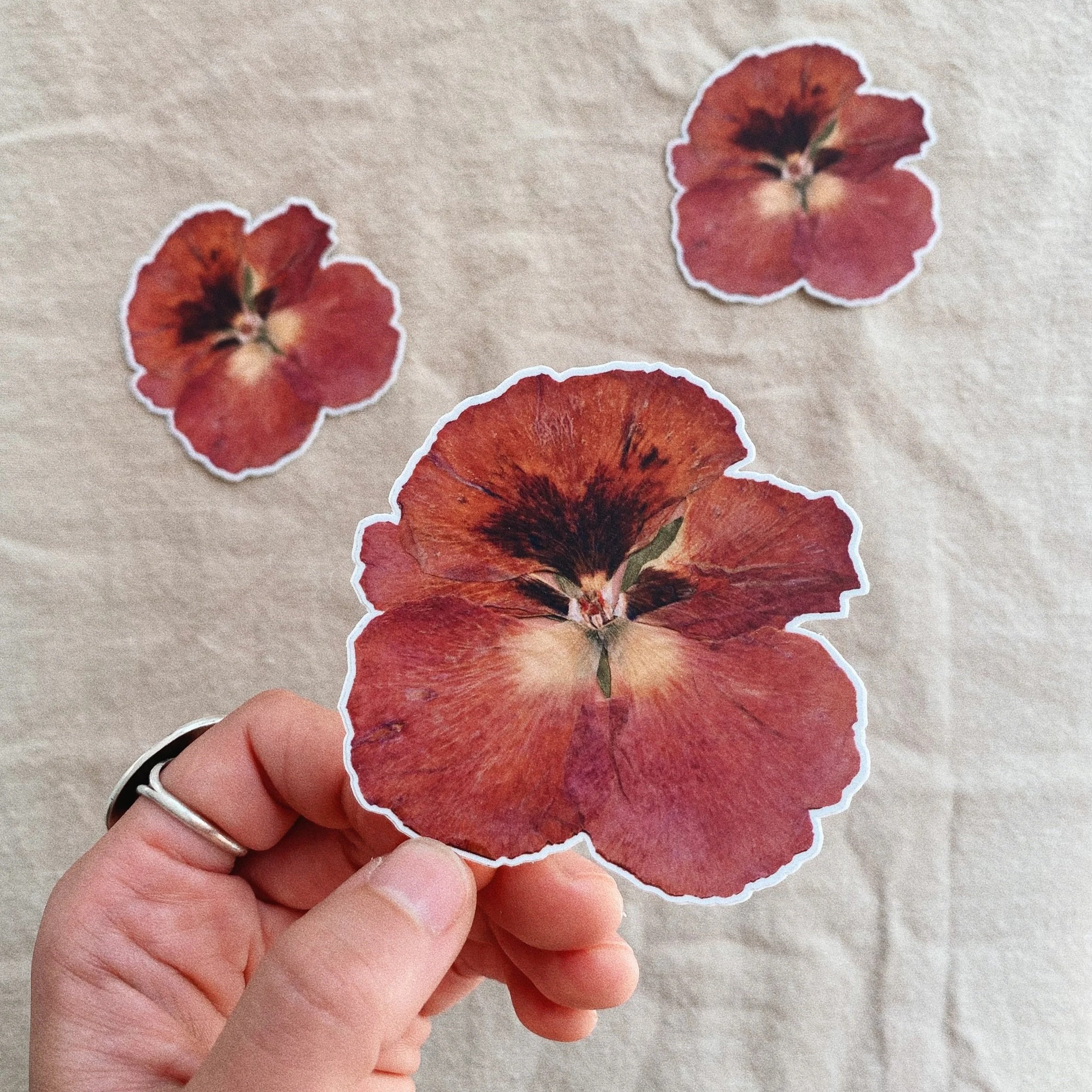 Delicate-Realms-Red-Pansy.jpg