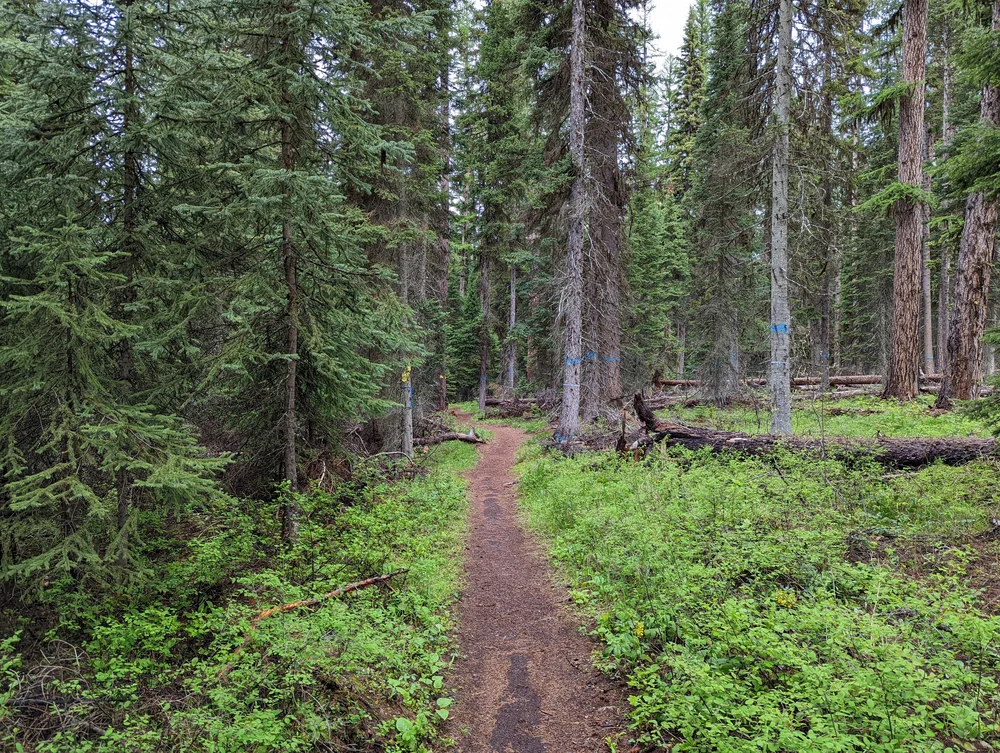 Many of the trees along this trail are marked with blue spray paint, ropes, and yellow signs 