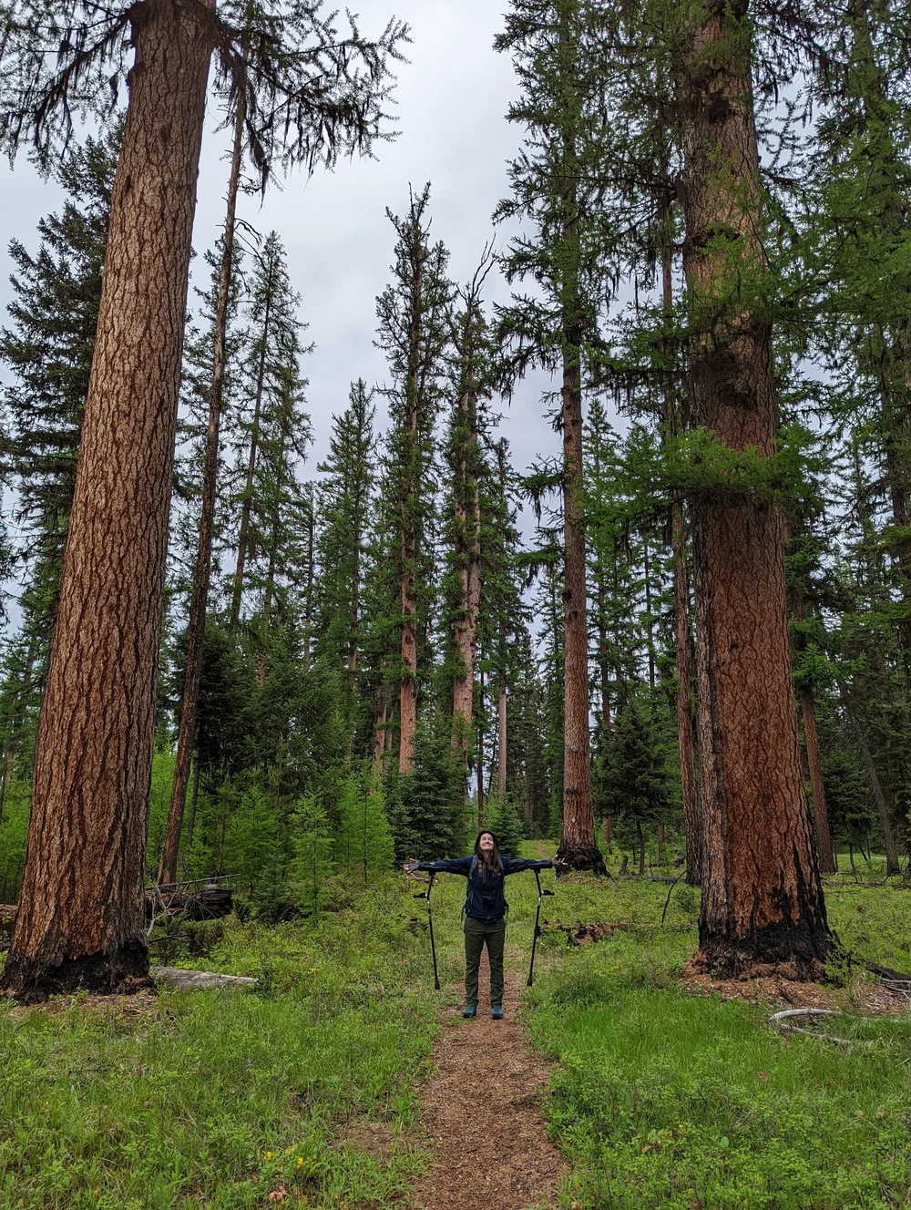  Showing off the size of these old growth trees.  Human for scale!  