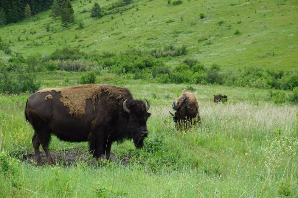  Two bison grazing in a field 