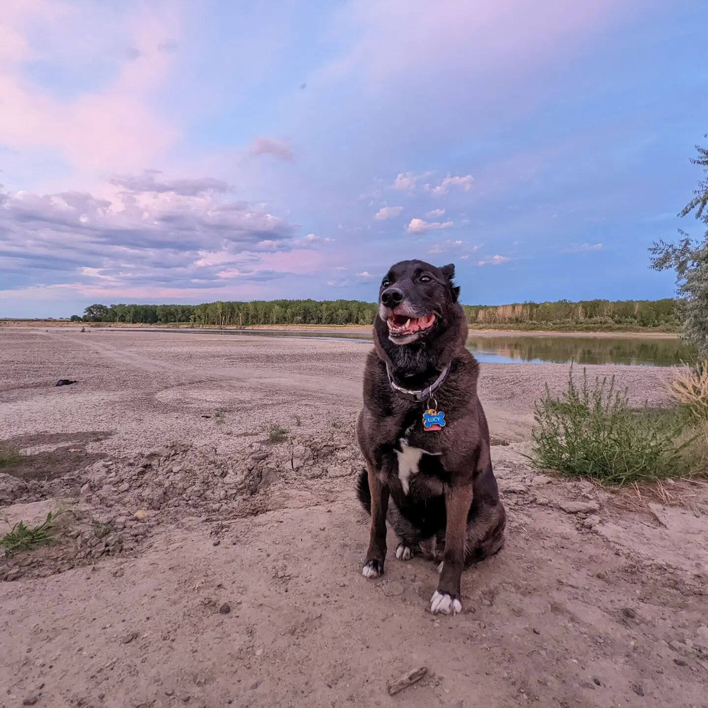 It's Lucy's 10th birthday this week! (we think lol) Here's her story:

I adopted Lucy from a shelter when she was ten months old. She had to be kept in a separate, quiet area because she couldn't be around other dogs or people. She had behavioral iss