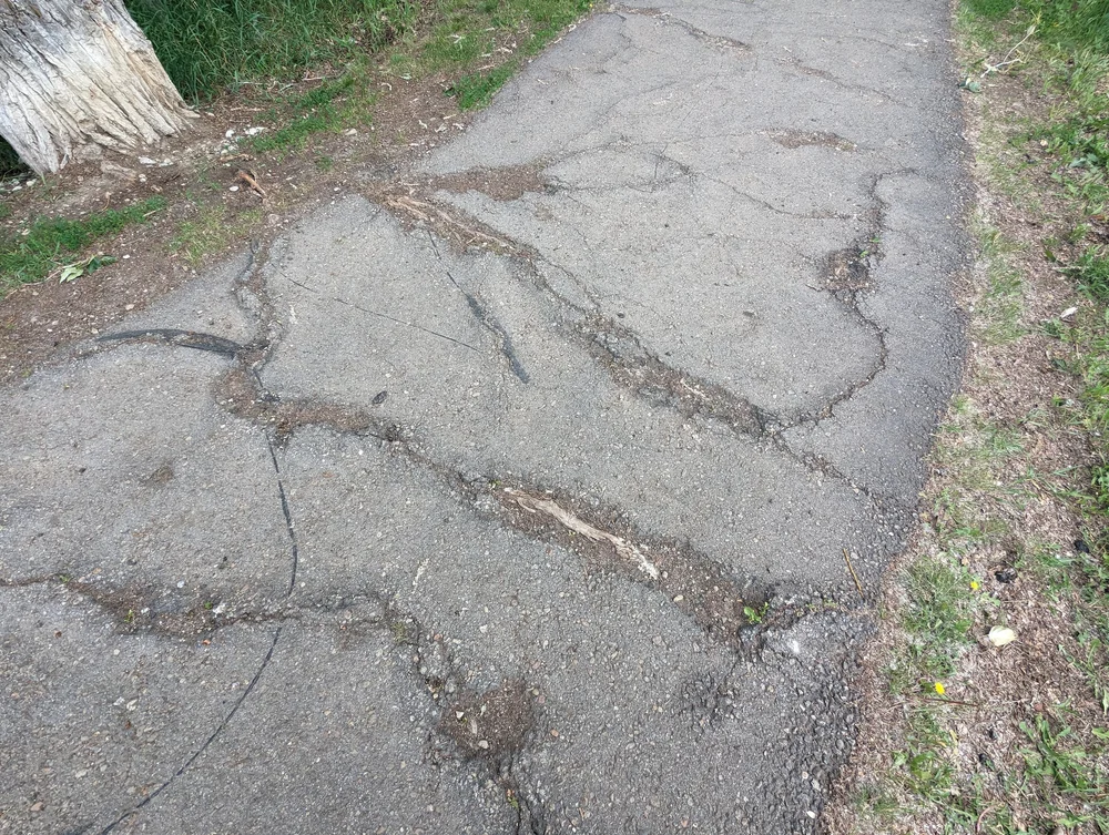  A paved path with tree roots causing cracks and large bumps 