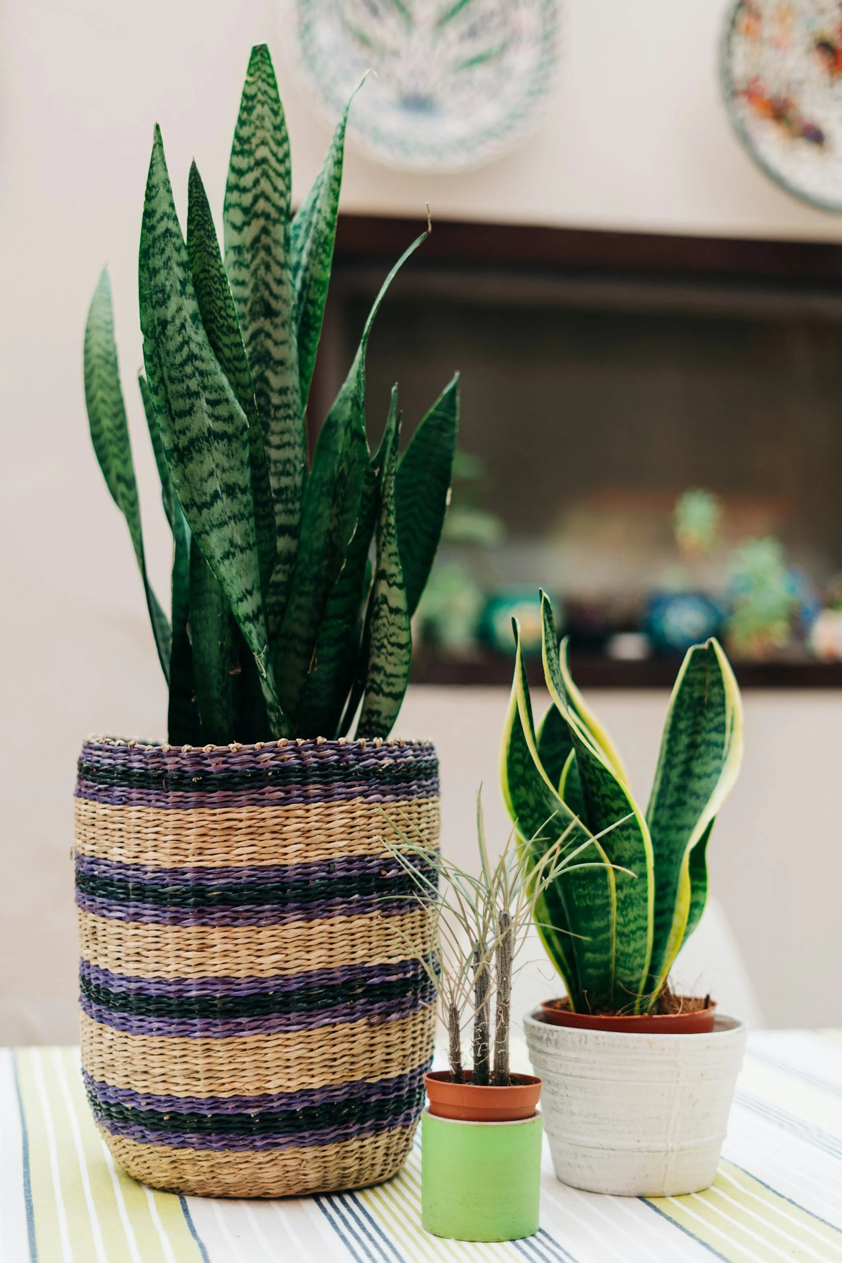 Top Easy-to-Care-for Indoor Plants for Beginners