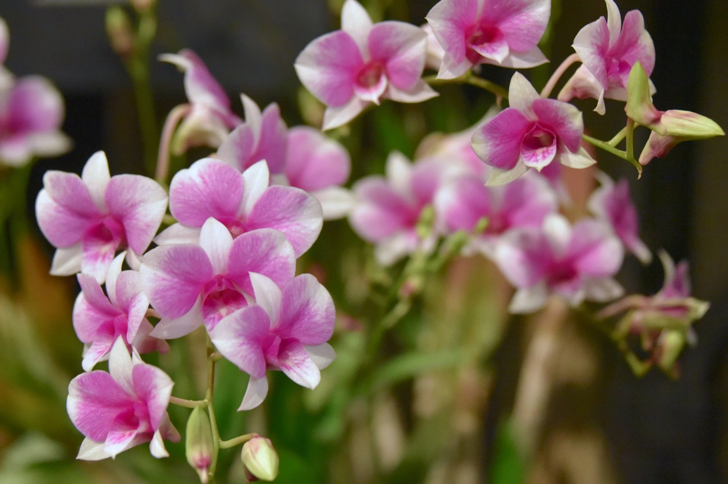 How to Refresh Your Orchids for Vibrant Growth