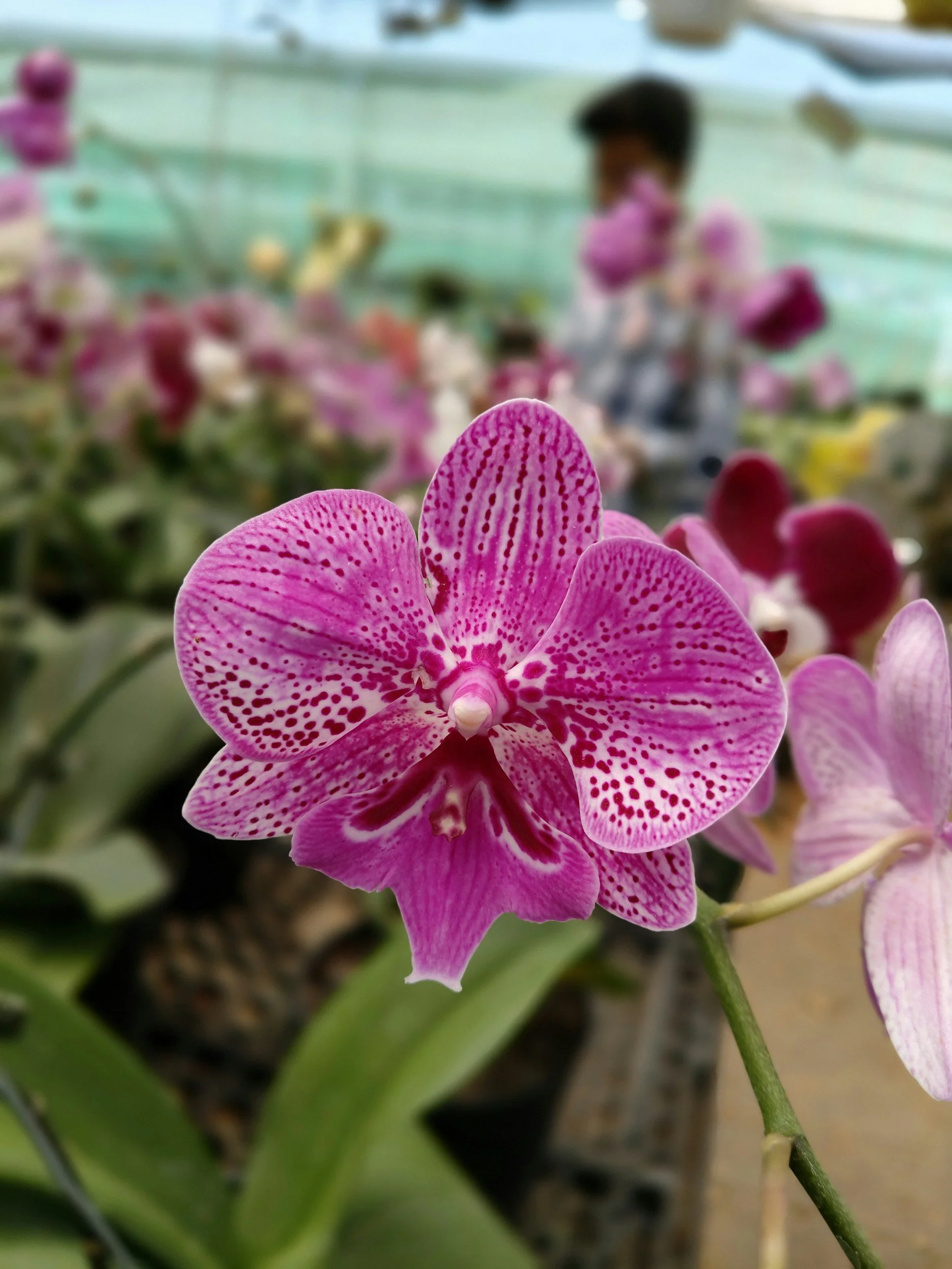 How to Refresh Your Orchids for Vibrant Growth