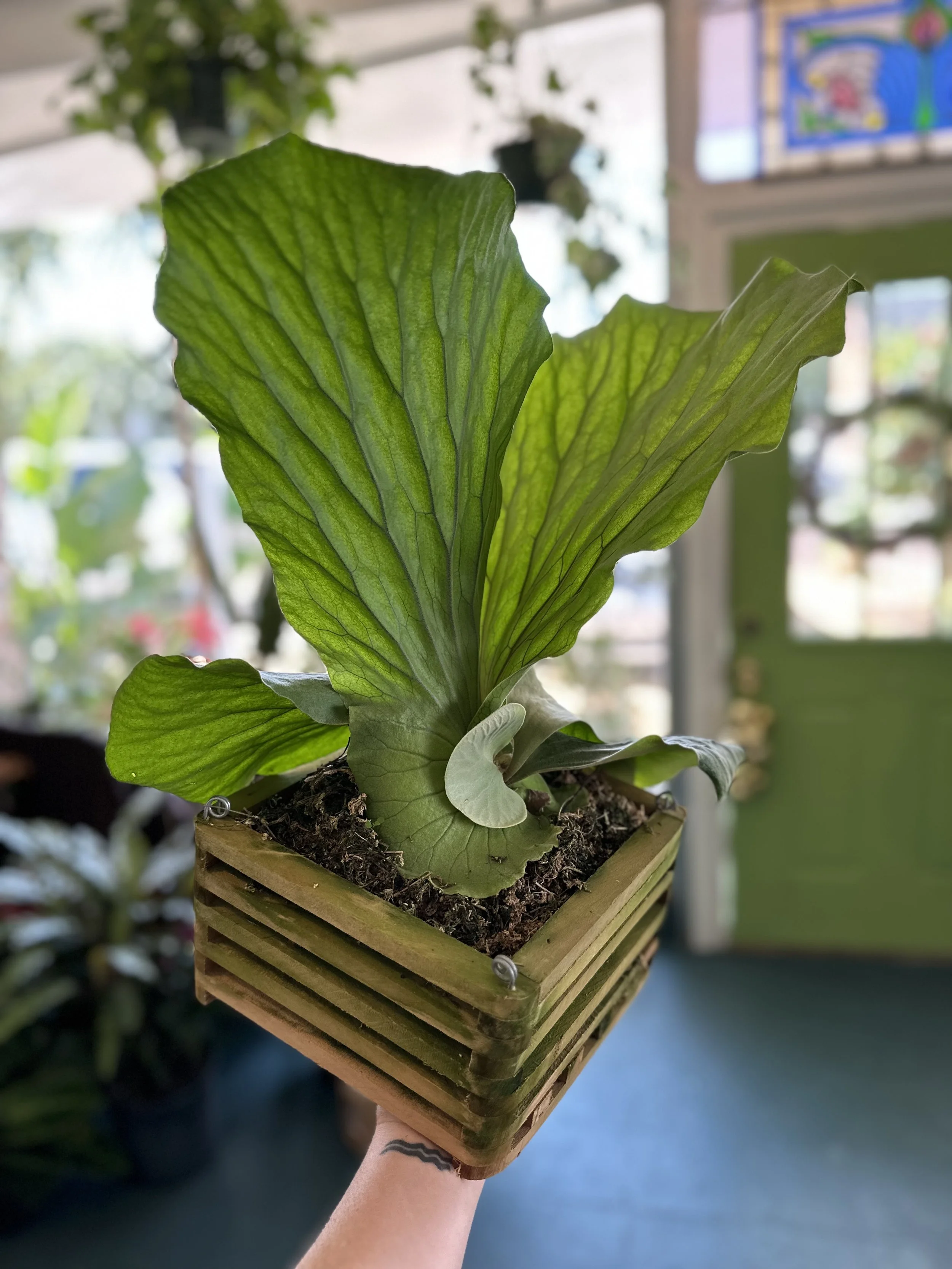 Discover Exotic Plants at Our Local Shop