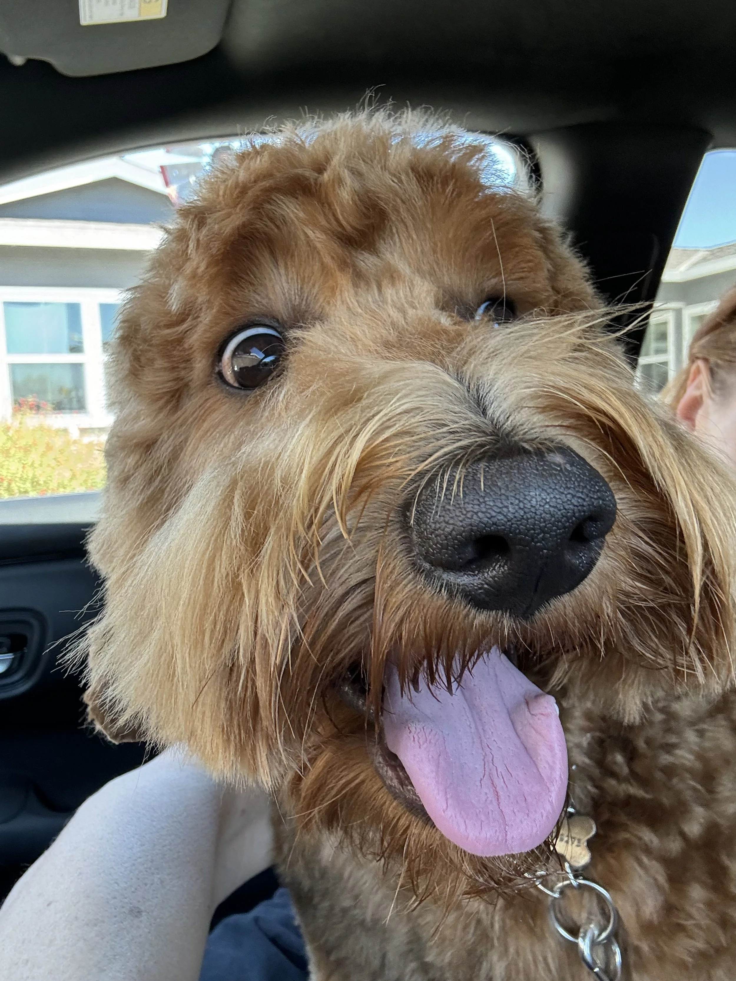 Close-up of a happy, brown, fluffy dog with its tongue out, sitting inside a car with houses visible through the window.